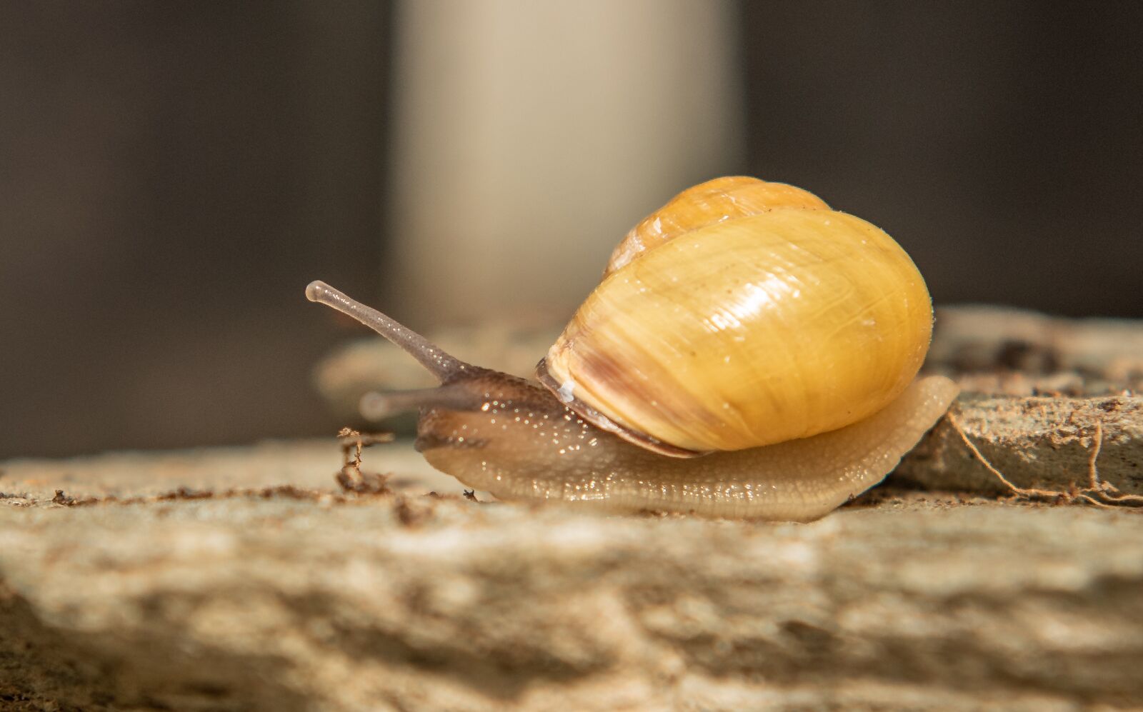 Nikon D750 sample photo. Snails, shell, mollusk photography
