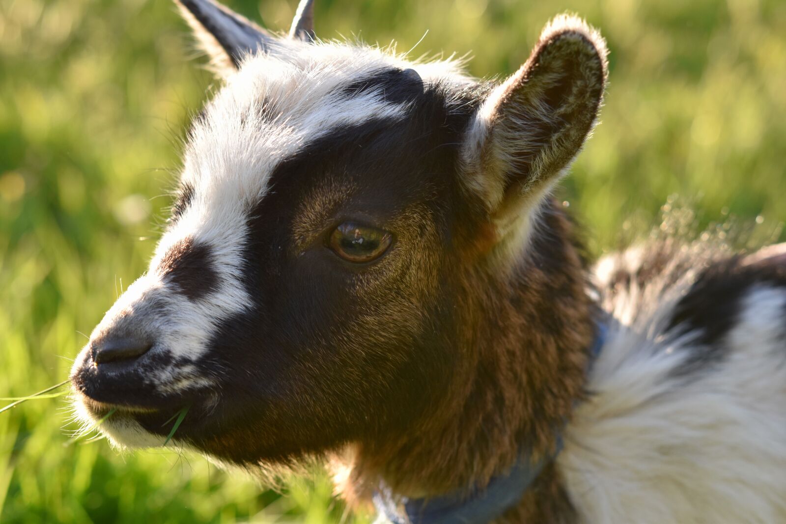 Nikon D5600 sample photo. Goat, kid, goat paquito photography
