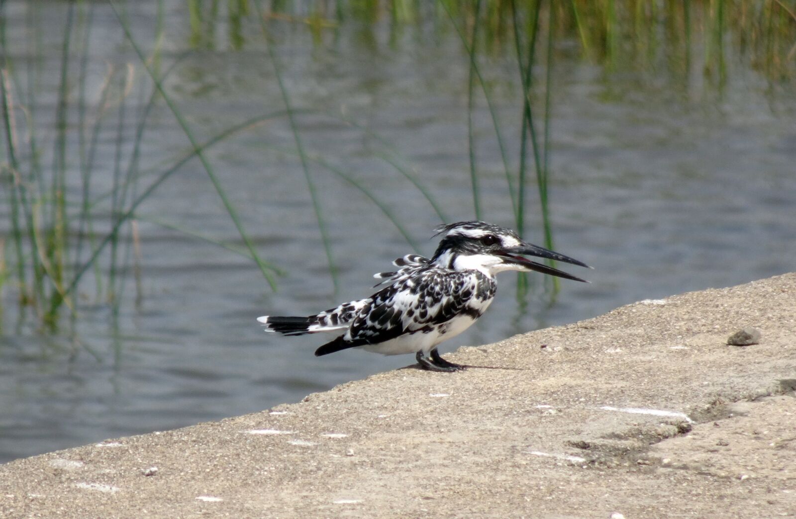 Sony Cyber-shot DSC-HX90V sample photo. Kingfisher, pied kingfisher, ceryle photography