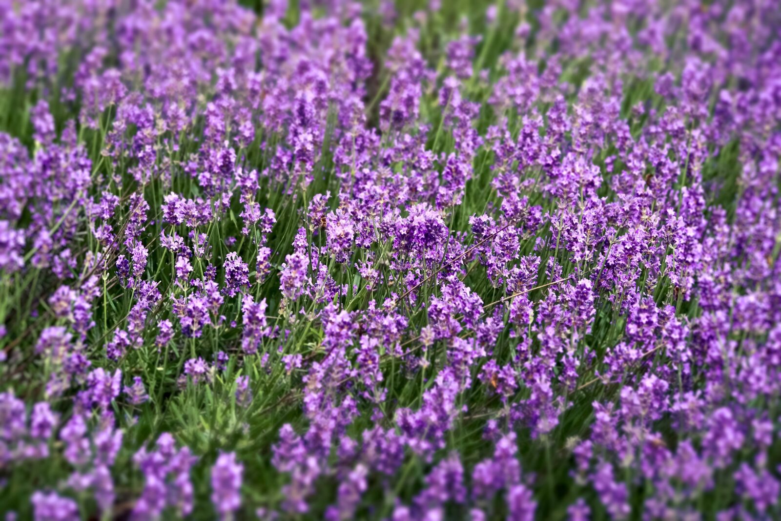 Olympus OM-D E-M10 sample photo. Lavender, field, nature photography