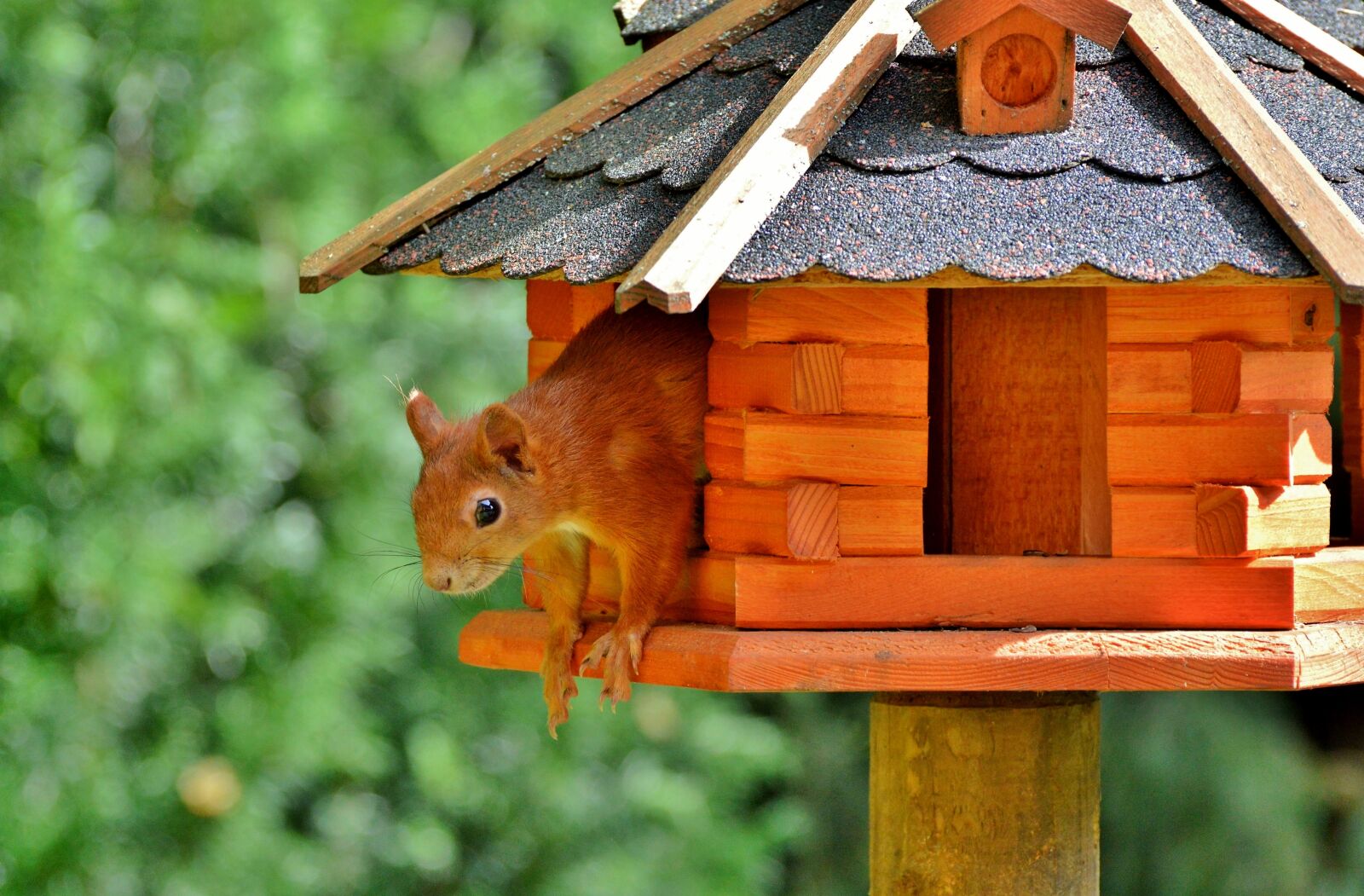 Nikon D3200 sample photo. Squirrel, rodent, forest animals photography