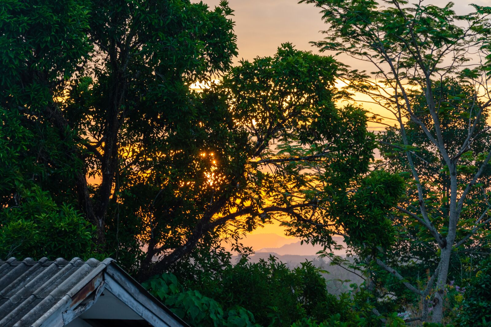 Nikon D5600 sample photo. Sunrice, trees, colorful photography