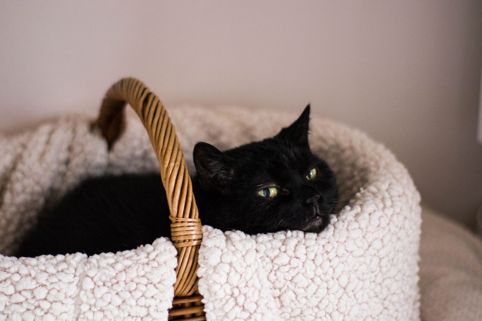 Canon EOS M50 (EOS Kiss M) sample photo. Cat, animals, kitten photography