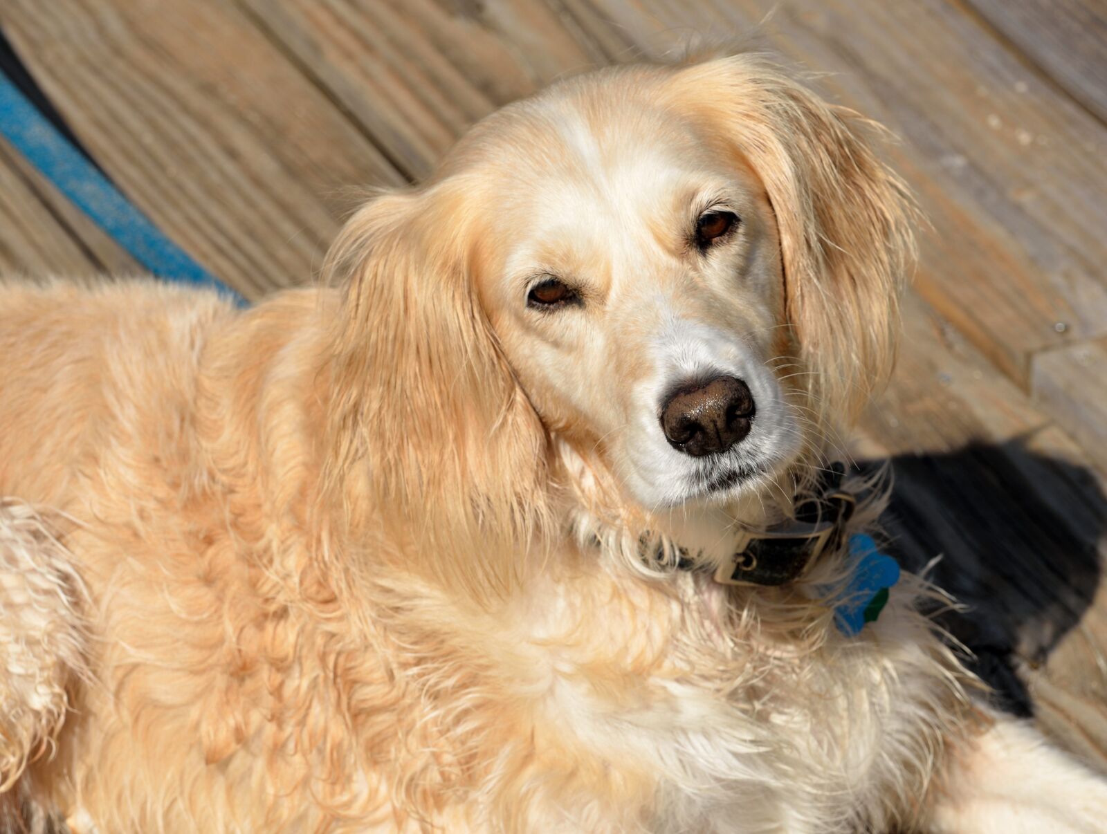 Nikon D7000 sample photo. Rescued dog, pet, cute photography