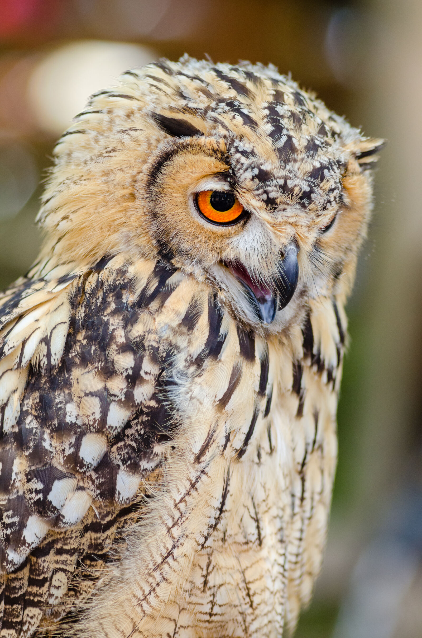 AF Zoom-Nikkor 80-200mm f/2.8 ED sample photo. Brown, and, black, feather photography