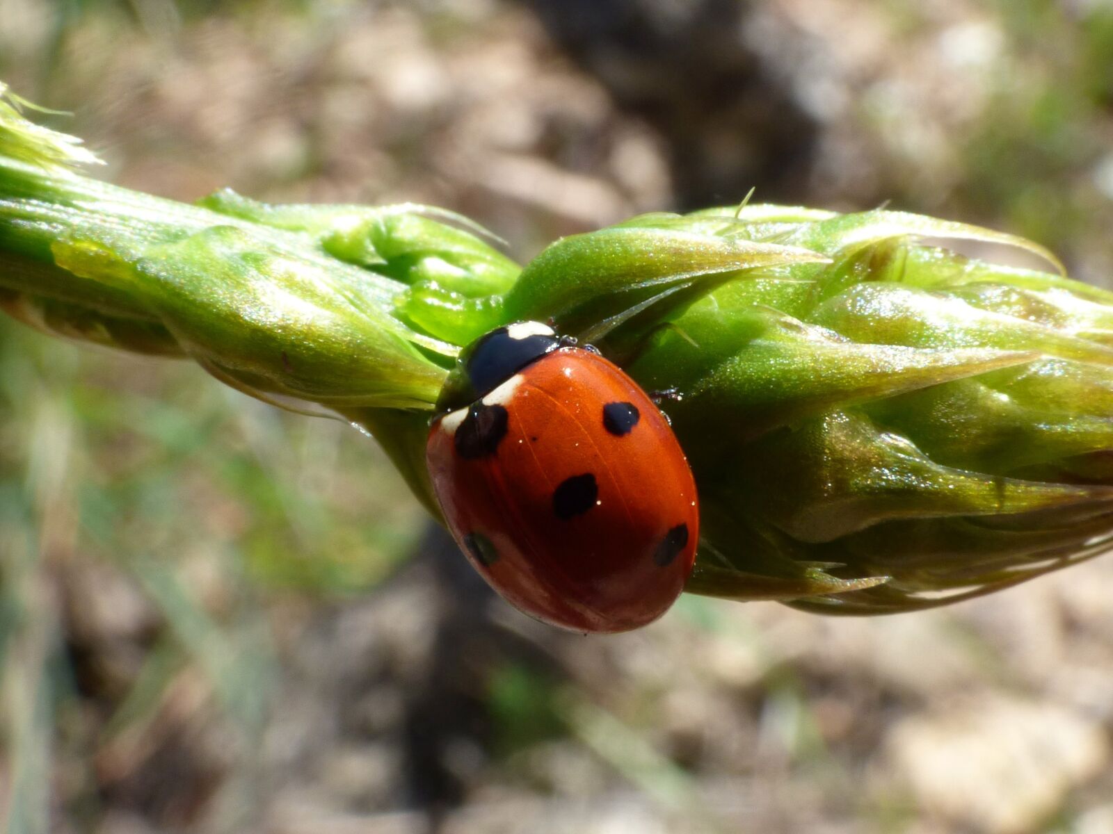 Panasonic Lumix DMC-FZ70 sample photo. Ladybug, asparagus, detail photography