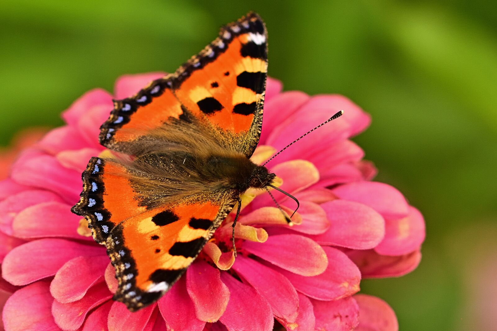Nikon D5200 sample photo. Butterfly, zinnia, pollination photography