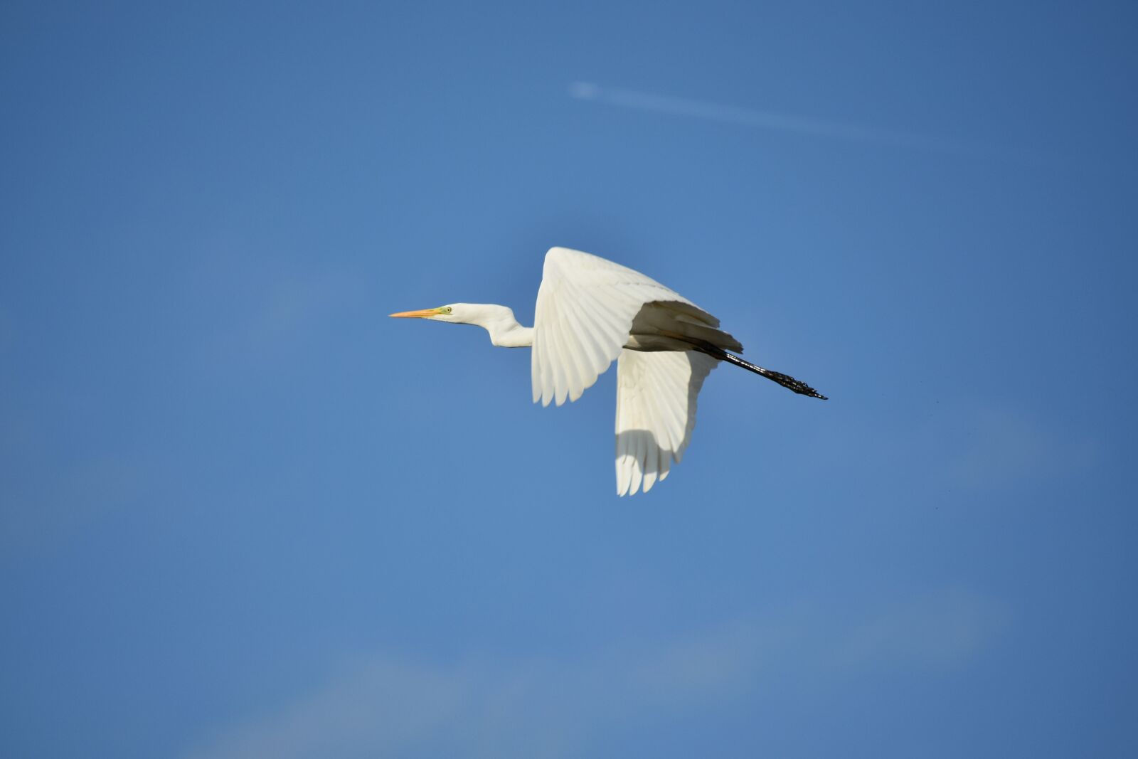 Nikon D7200 sample photo. Animal, sky, cloud photography