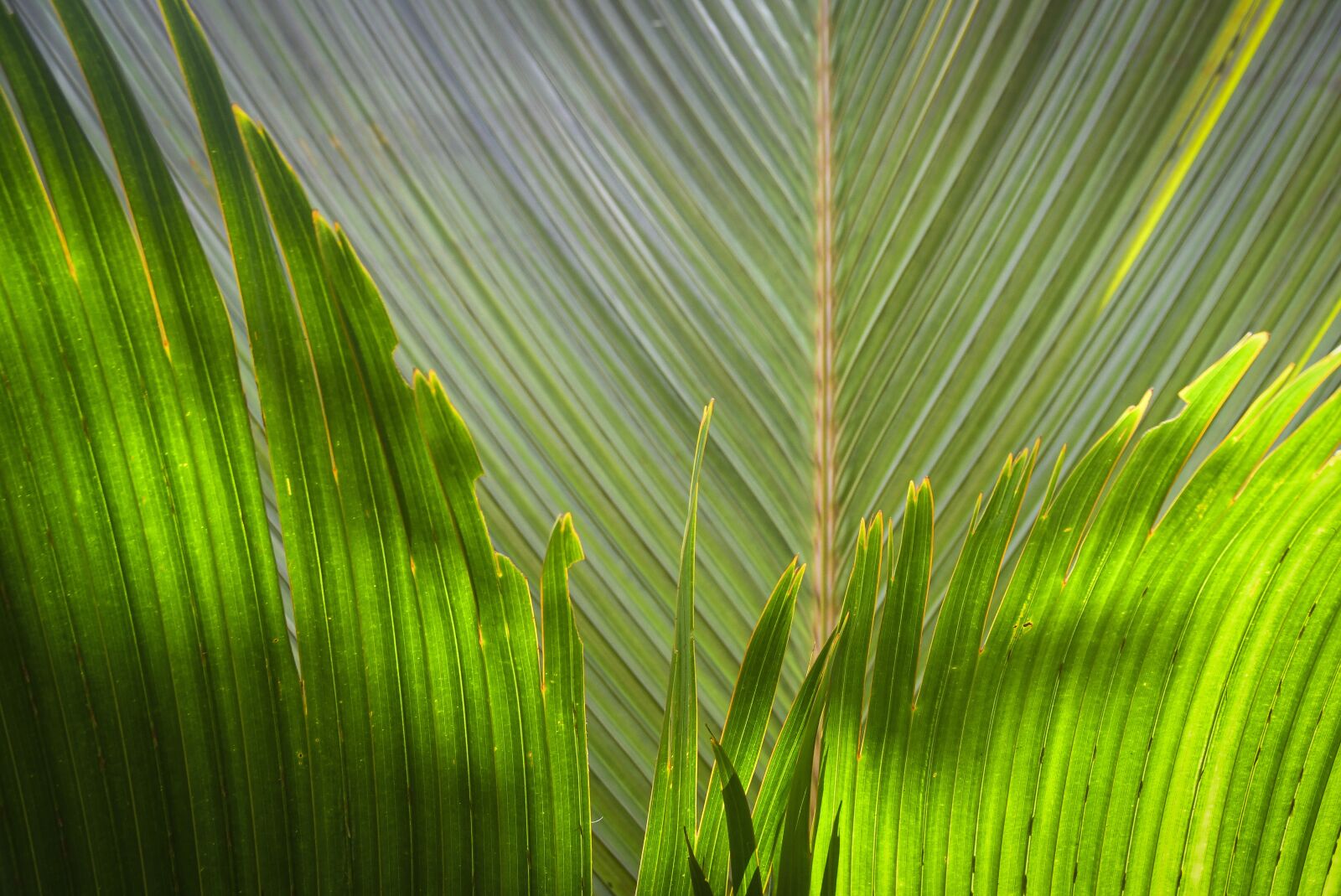 Nikon D500 sample photo. Palm, tree, tropical photography