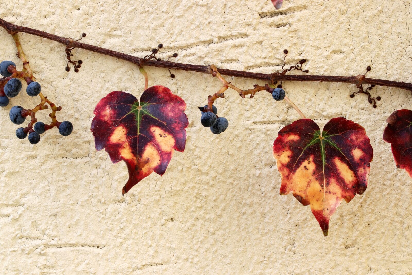 Canon EOS 800D (EOS Rebel T7i / EOS Kiss X9i) sample photo. Ivy, wall, vine photography