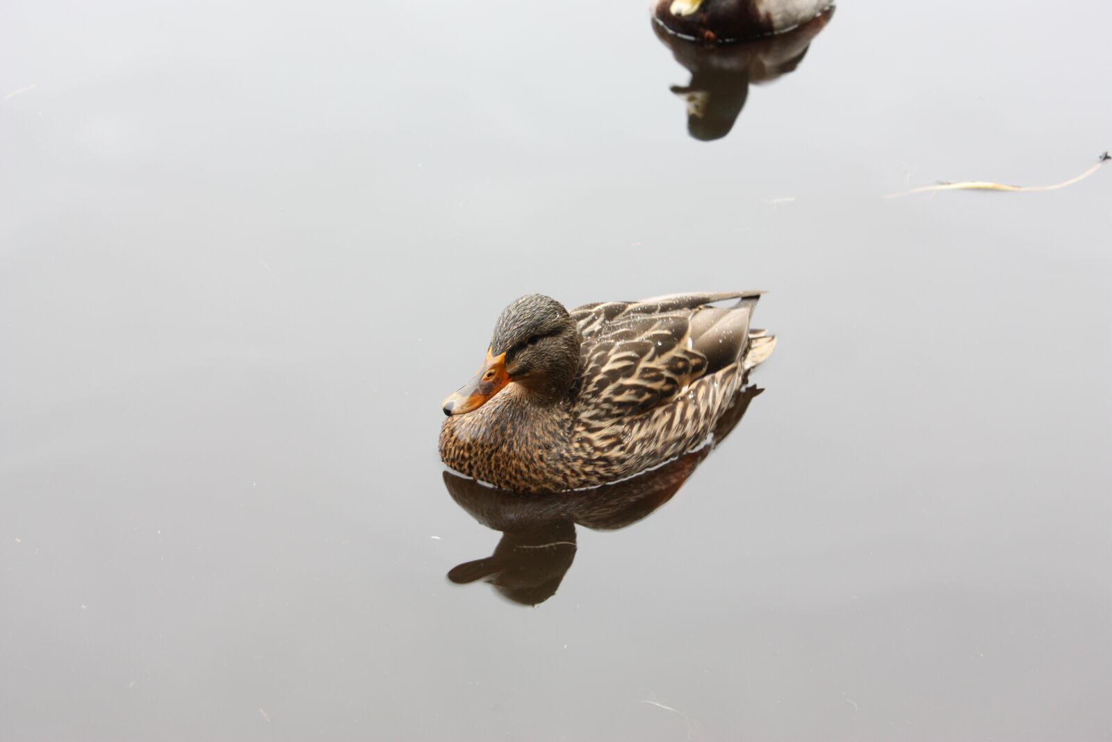 Canon EOS 450D (EOS Rebel XSi / EOS Kiss X2) sample photo. Bird, duck, pond photography