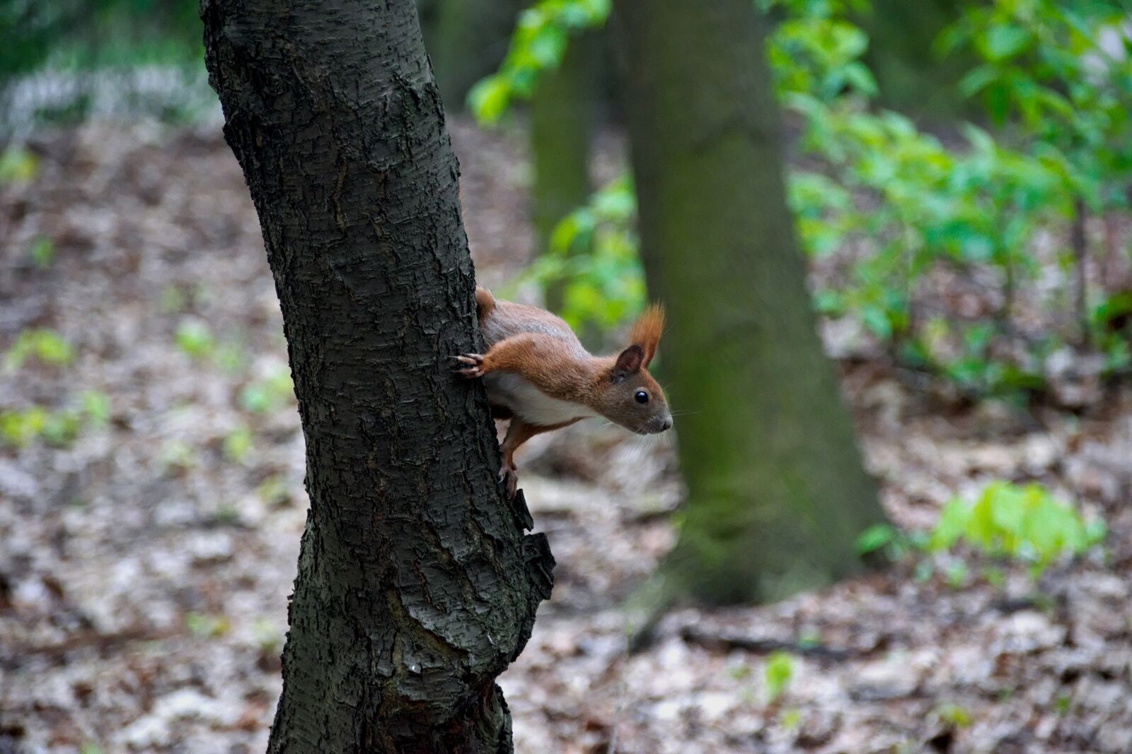 Nikon D3300 sample photo. The squirrel, forest, nature photography