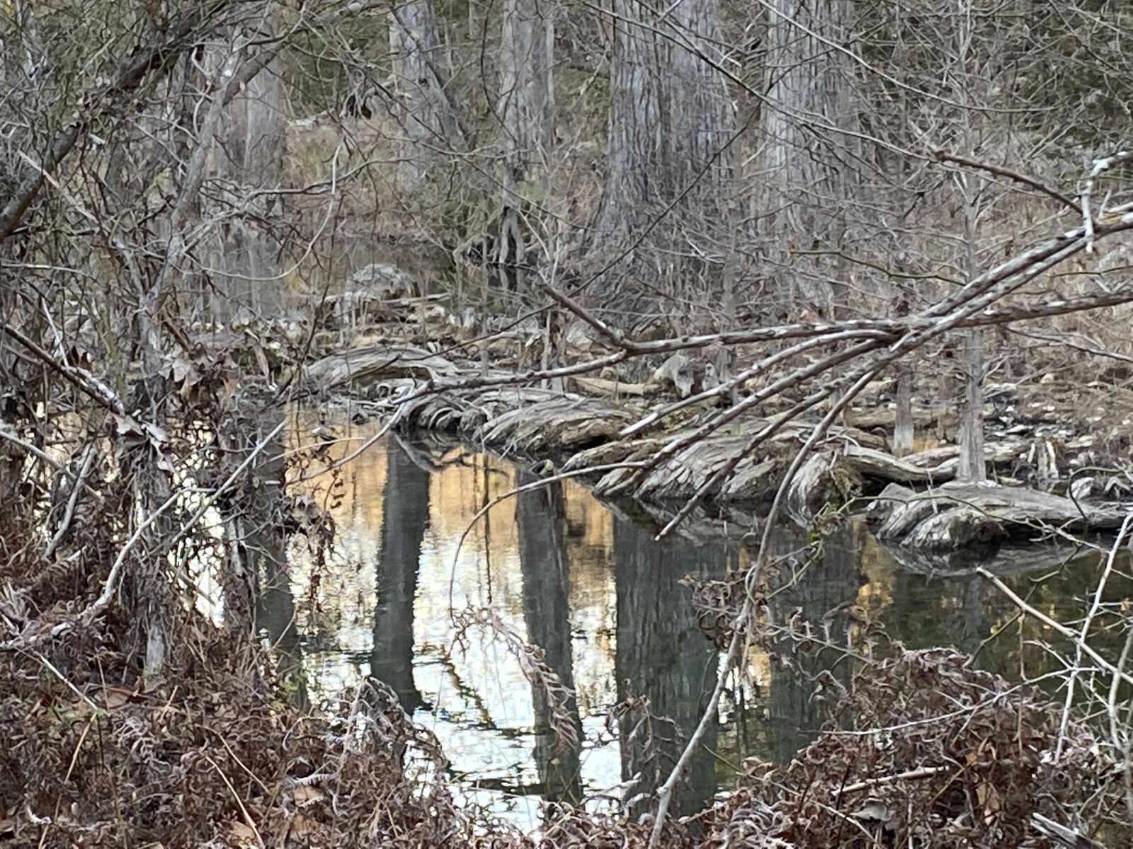 Apple iPhone 11 sample photo. Water, tree, natural rock photography