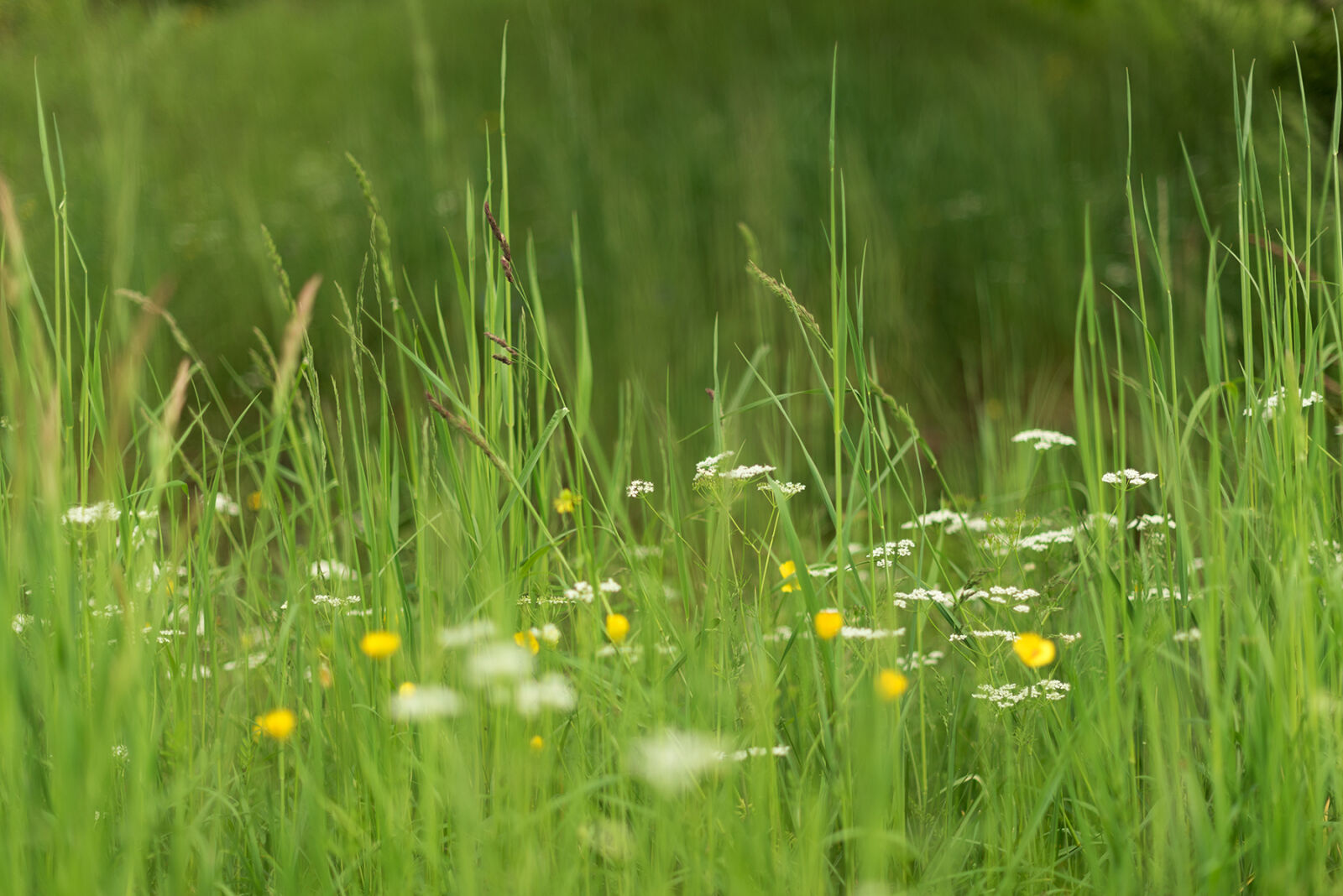 Nikon AF-S Nikkor 50mm F1.4G sample photo. Bokeh, flowers, green, nature photography