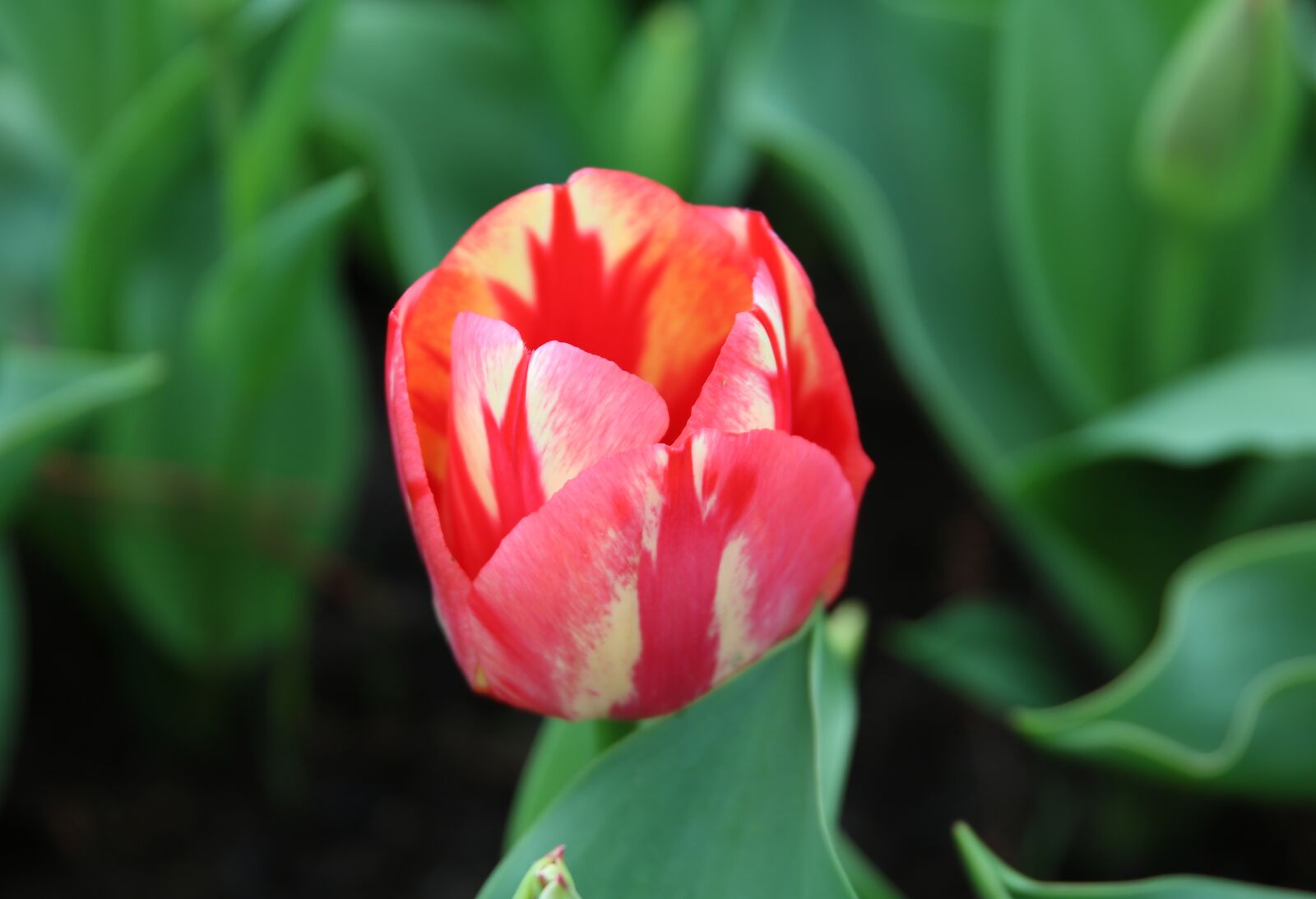 Fujifilm X-T20 sample photo. Nature, plant, flower photography
