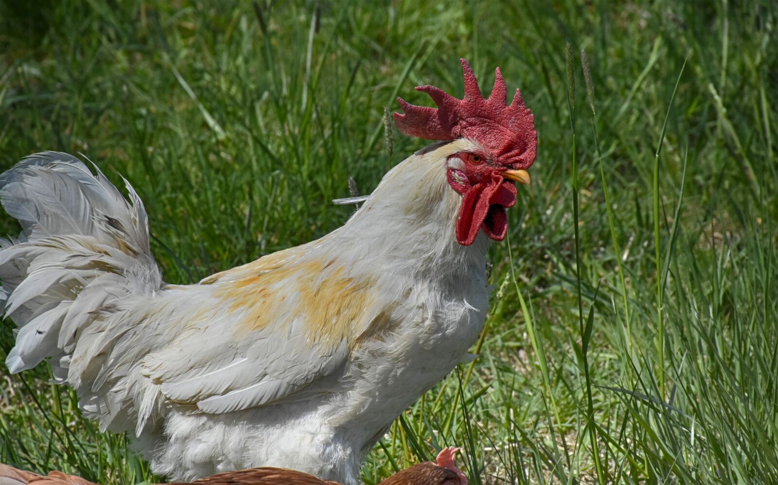 Nikon D7200 sample photo. Gockel, poultry, hahn photography