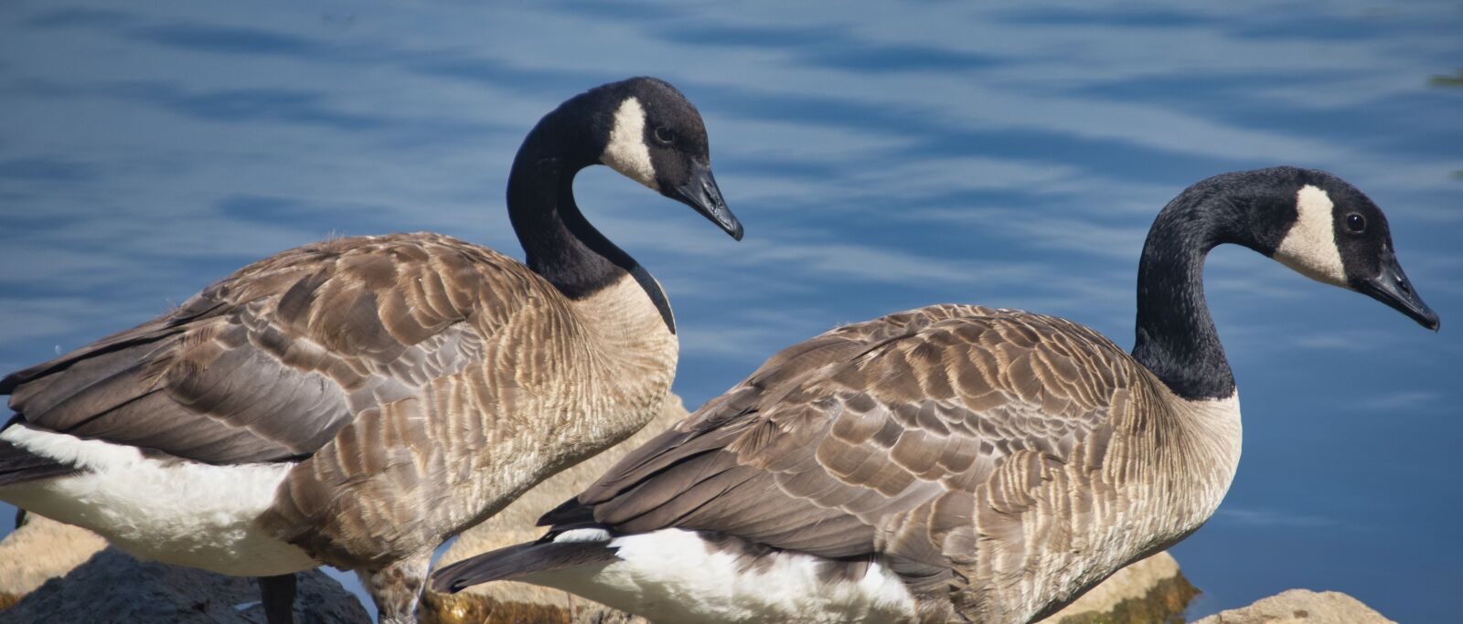 Nikon D850 sample photo. Geese, goose, birds photography