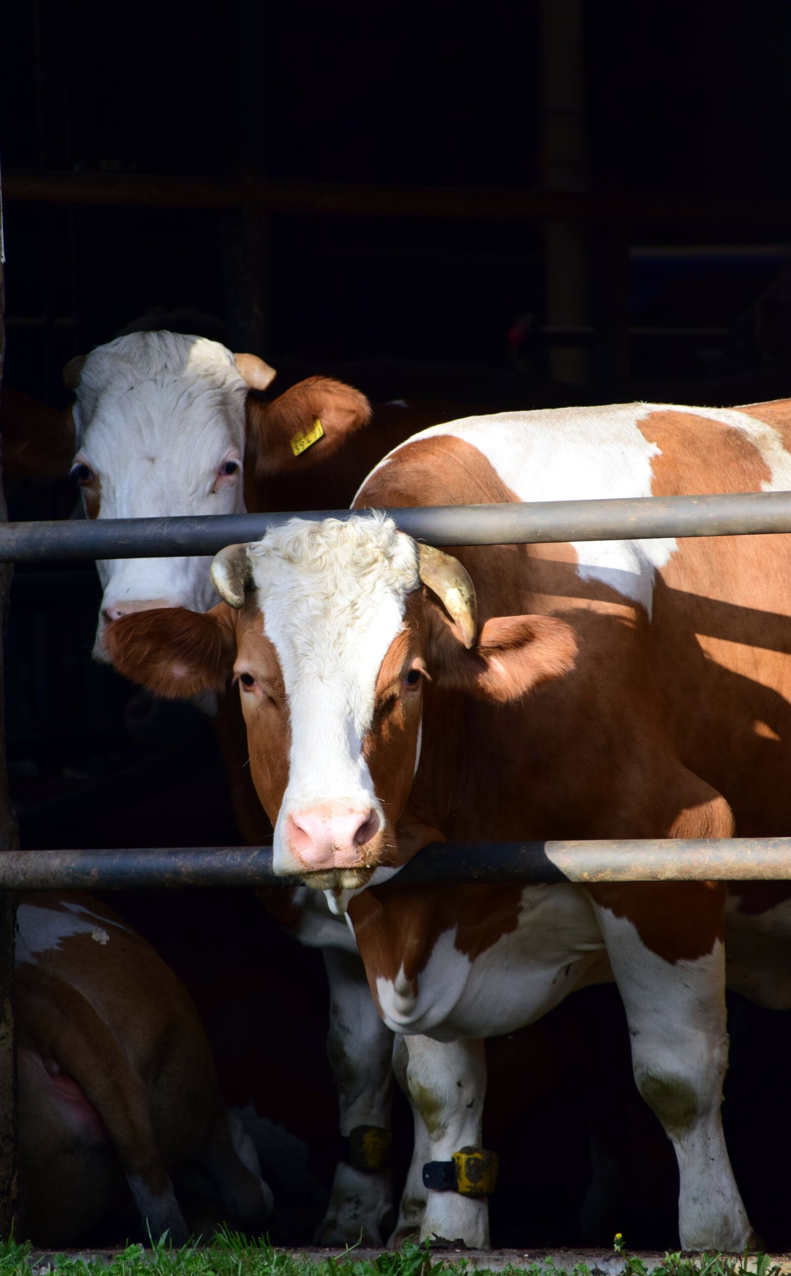 Nikon D3300 sample photo. Cow, cowshed, stall photography