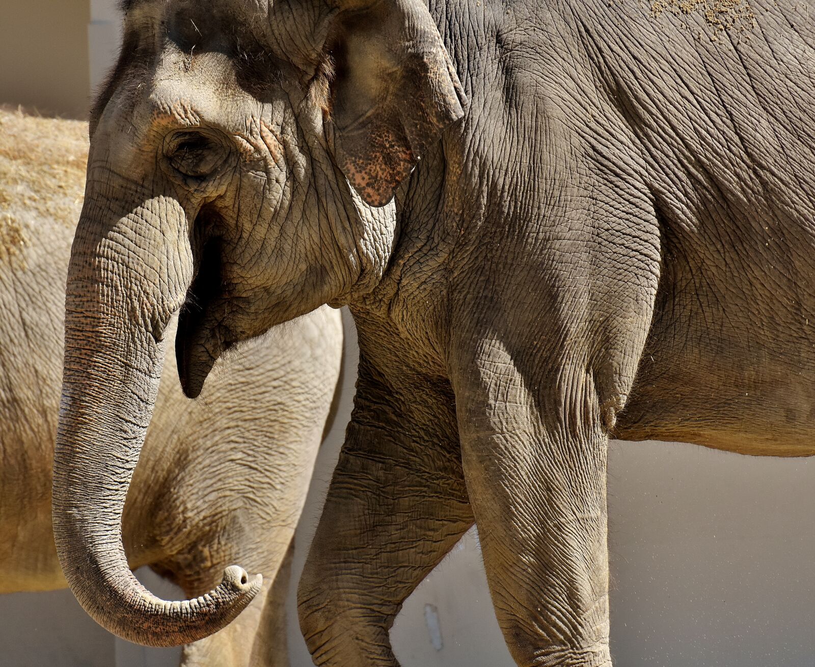 Nikon D7200 sample photo. Elephant, proboscis, pachyderm photography