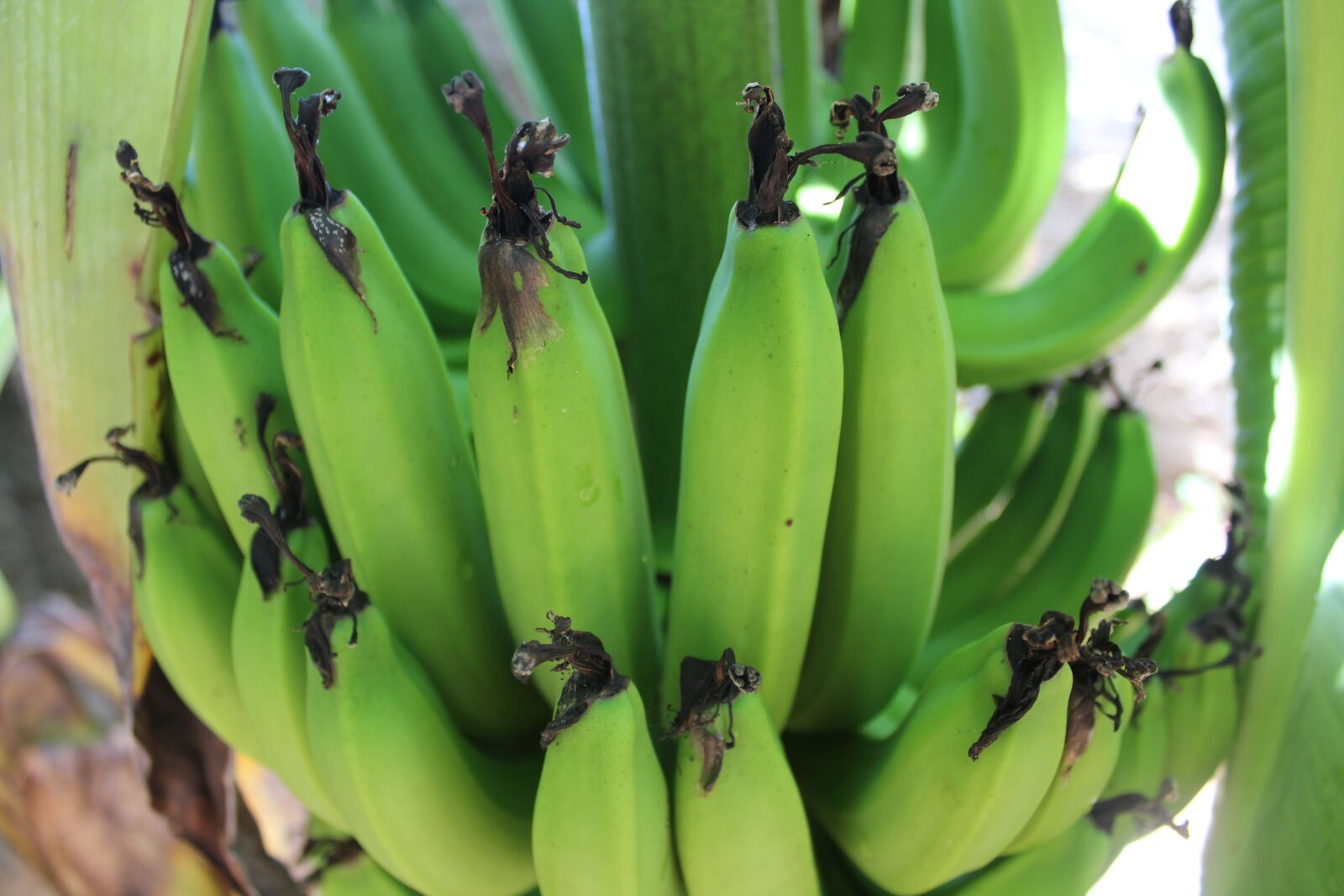 Canon EOS 1300D (EOS Rebel T6 / EOS Kiss X80) sample photo. Green banana, tropical fruit photography