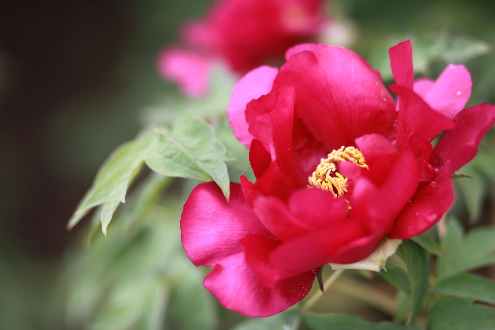 Canon EOS 500D (EOS Rebel T1i / EOS Kiss X3) sample photo. Nature, plants, flowers photography