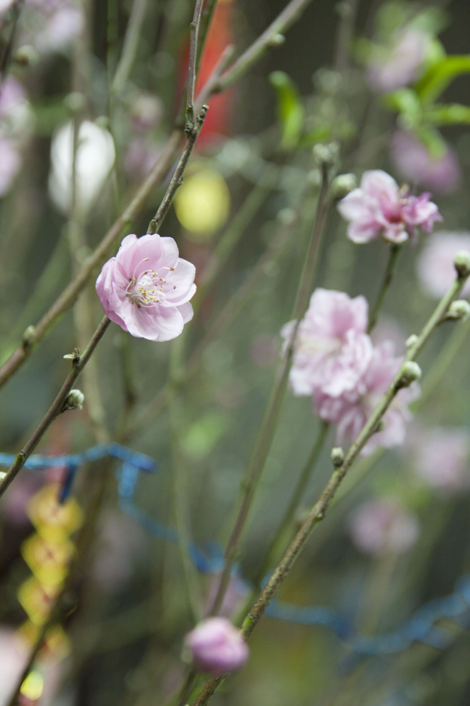 Canon EOS 40D sample photo. Flower, the lunar new photography