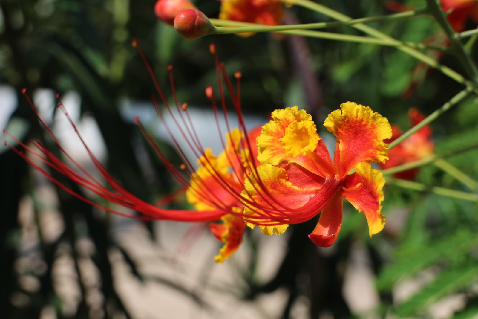 Canon EOS M sample photo. Flower, close up, macro photography