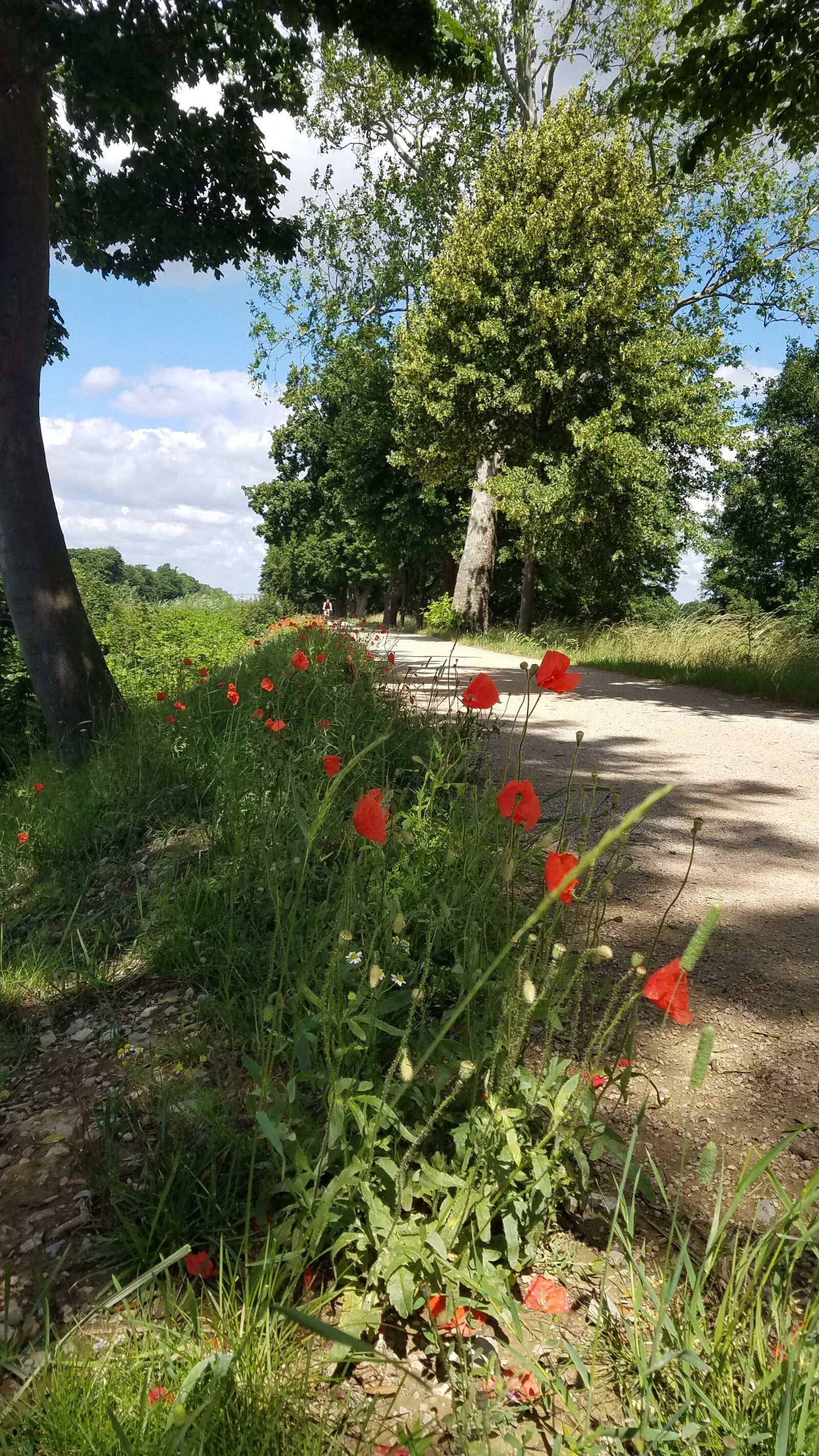 Samsung Galaxy S7 sample photo. Summer, cycle path, poppy photography
