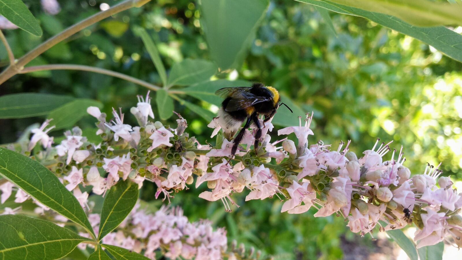 Samsung Galaxy S4 sample photo. Bee, nature, bees photography