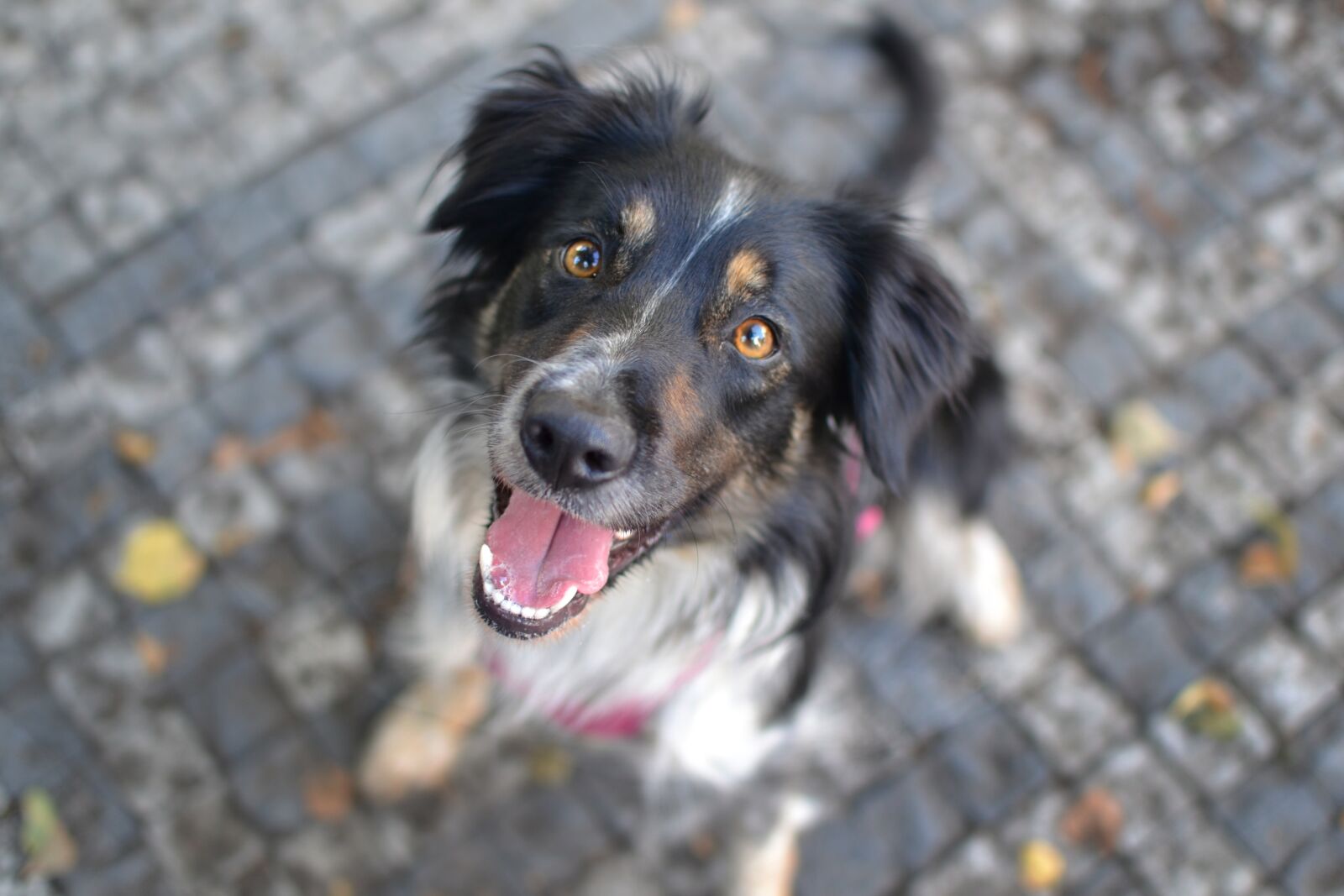 Nikon D3100 sample photo. Puppy, face, dog photography
