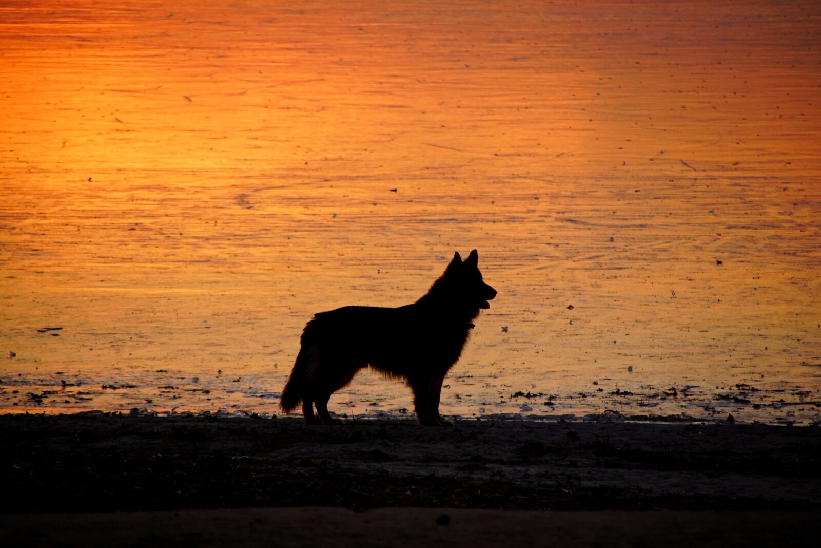 Sony SLT-A68 + Sony DT 18-200mm F3.5-6.3 sample photo. Dog, west, ice photography