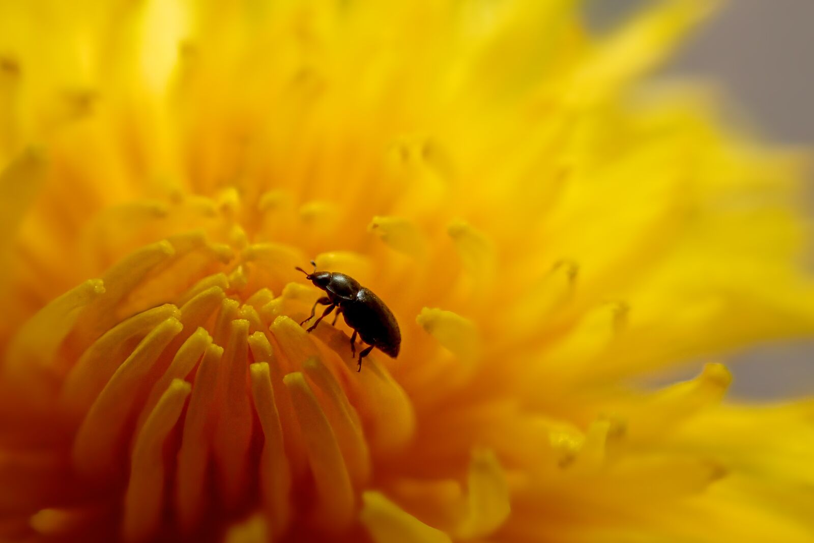 Olympus TG-3 sample photo. Nature, flower, dandelion flower photography