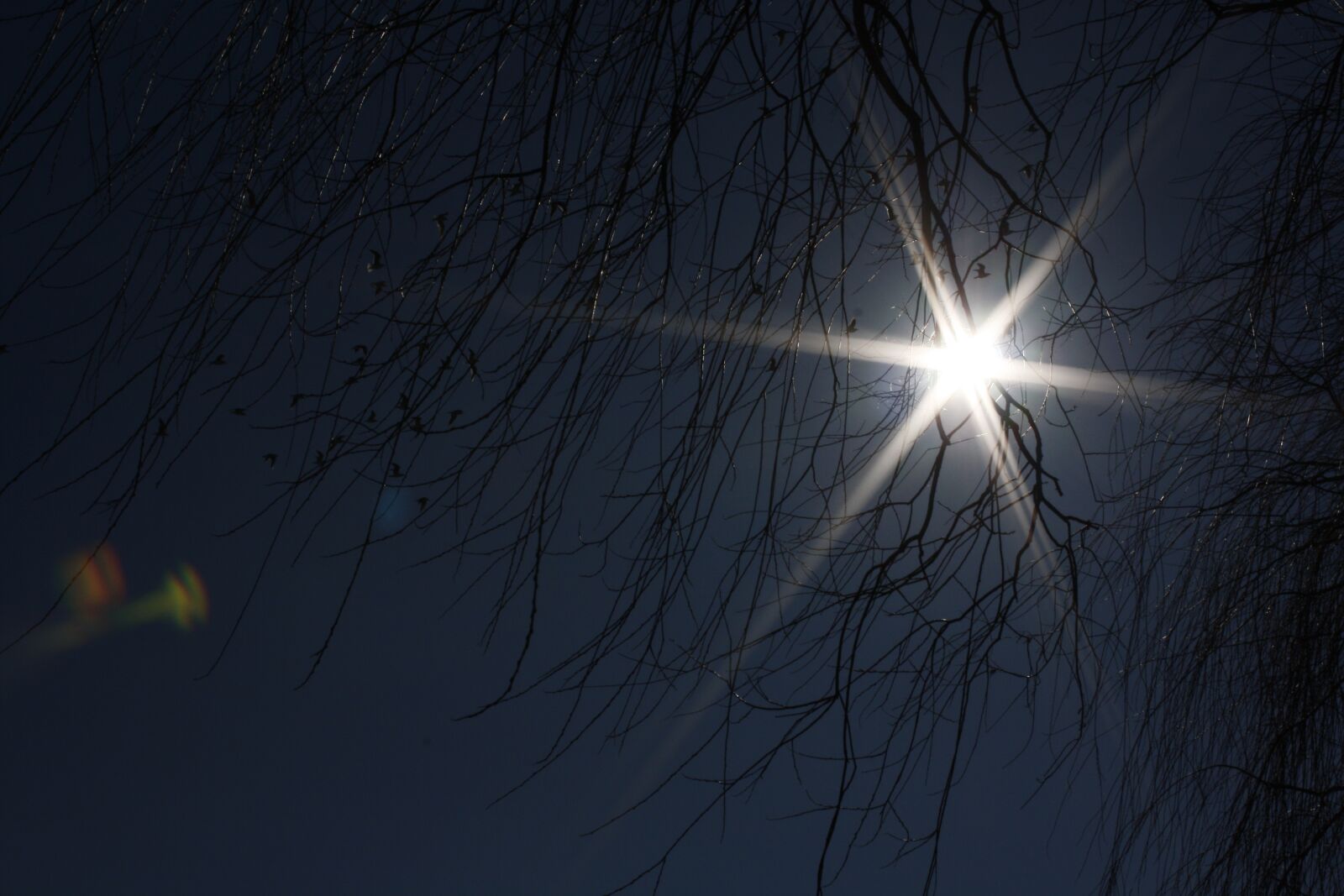 Canon EOS 1000D (EOS Digital Rebel XS / EOS Kiss F) sample photo. Tree, sun, nature photography