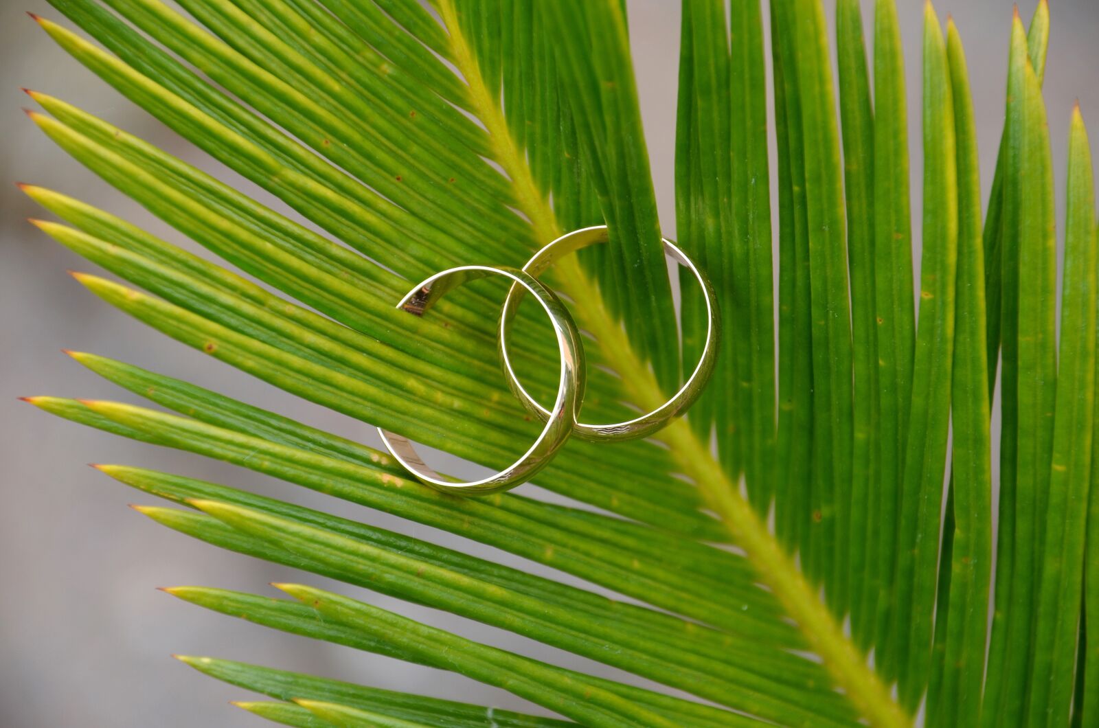 Nikon D5100 sample photo. Wedding rings, rings, wedding photography