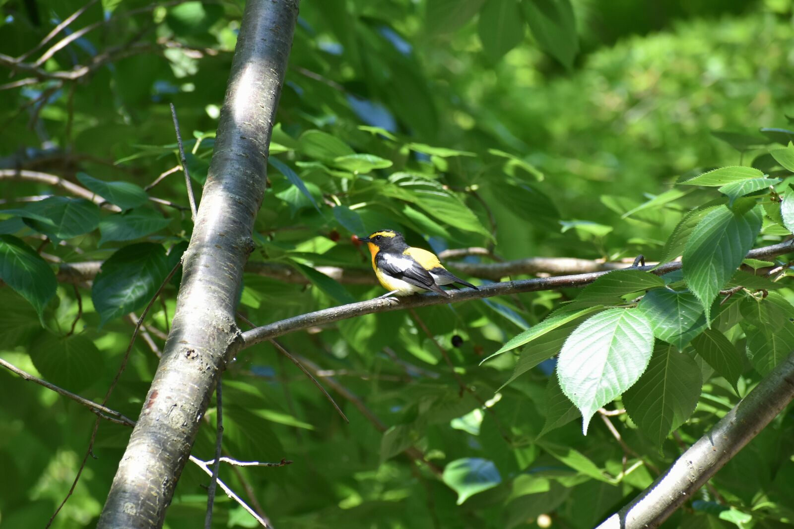 Nikon D7200 sample photo. Animal, forest, wood photography