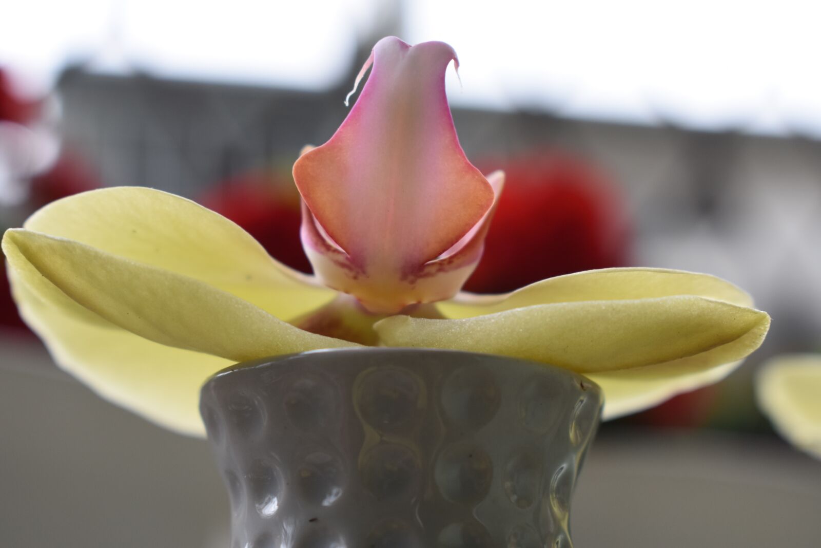 Nikon D3400 sample photo. Flower, petal, meditation photography