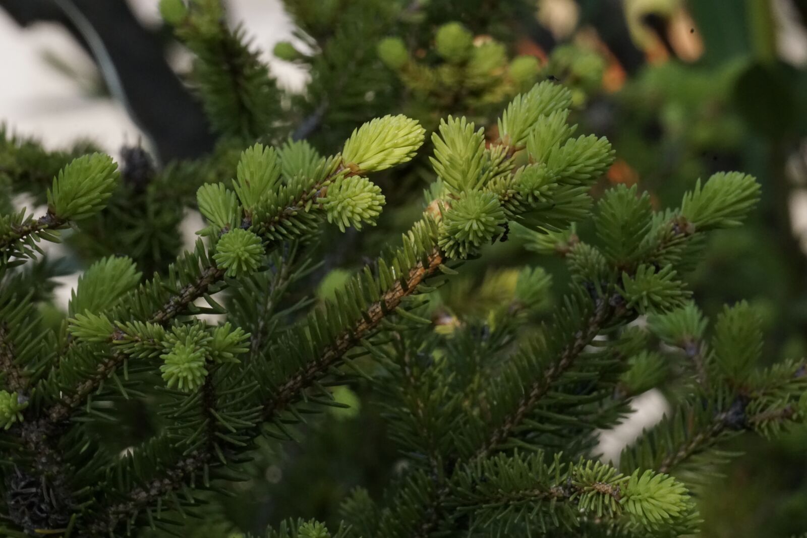 Sony a5100 sample photo. Pine, forest, needles photography
