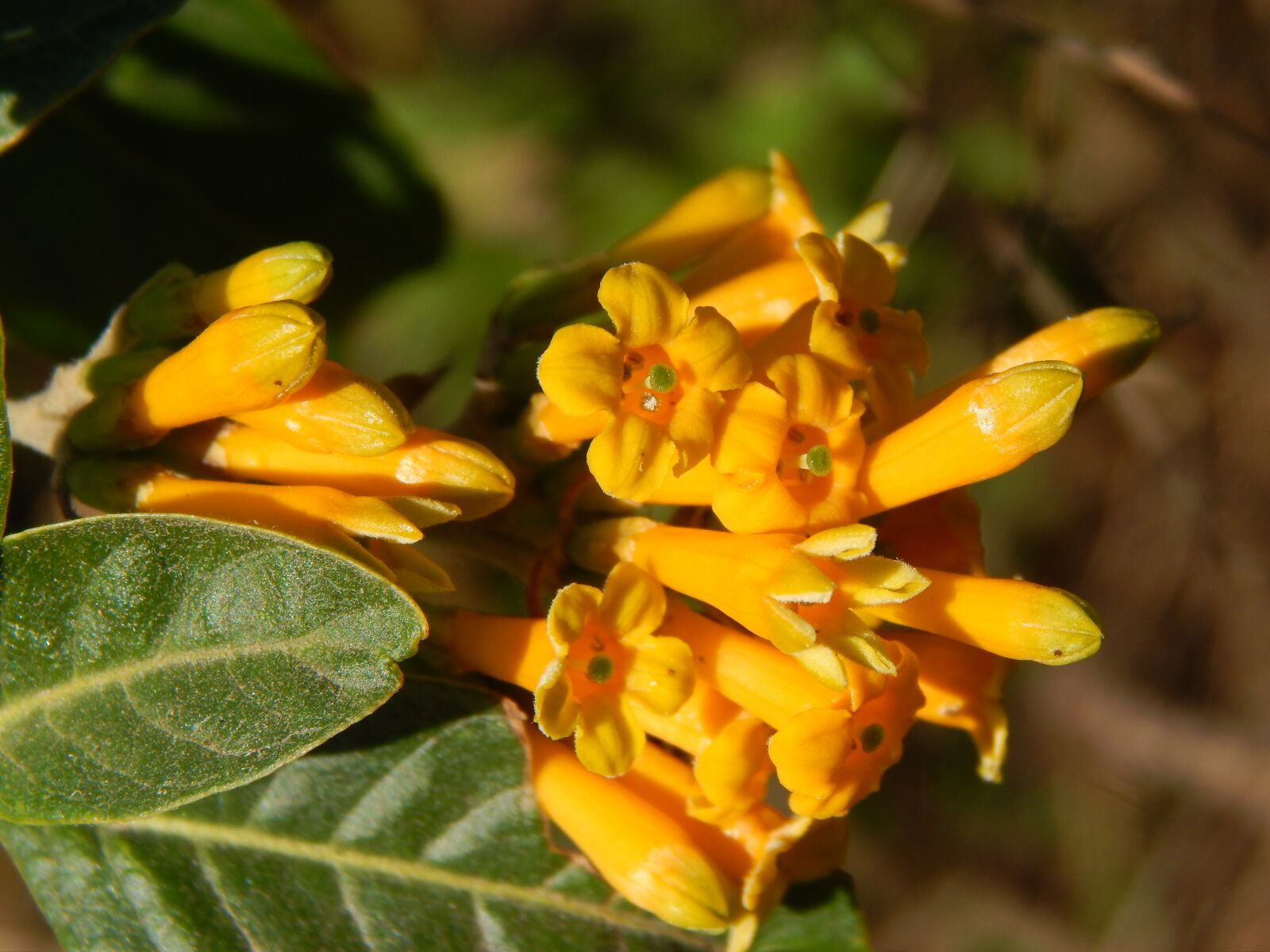 Nikon Coolpix L820 sample photo. Flowers, oranges, wild photography