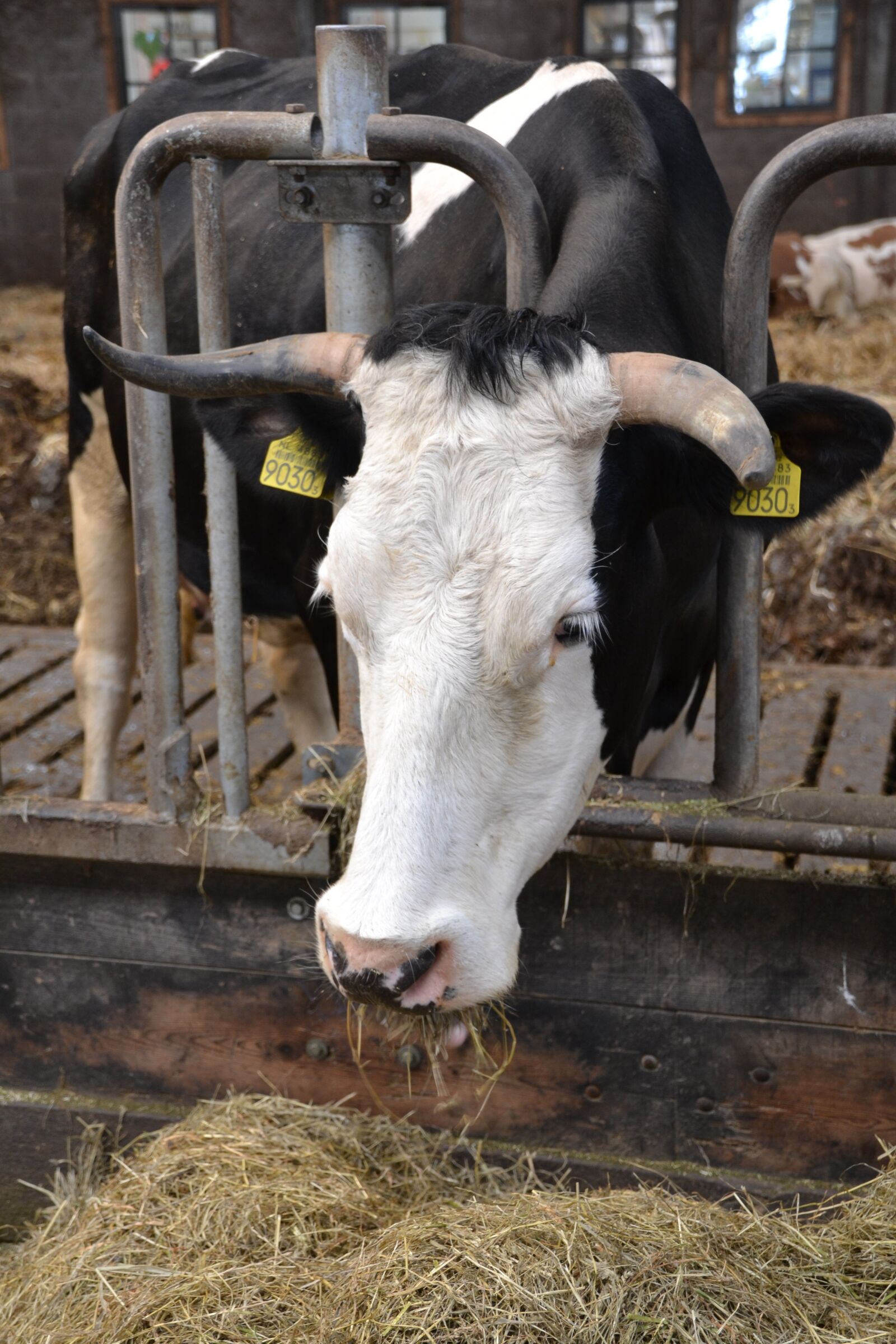 Nikon D3100 sample photo. Cow, farm, stall photography