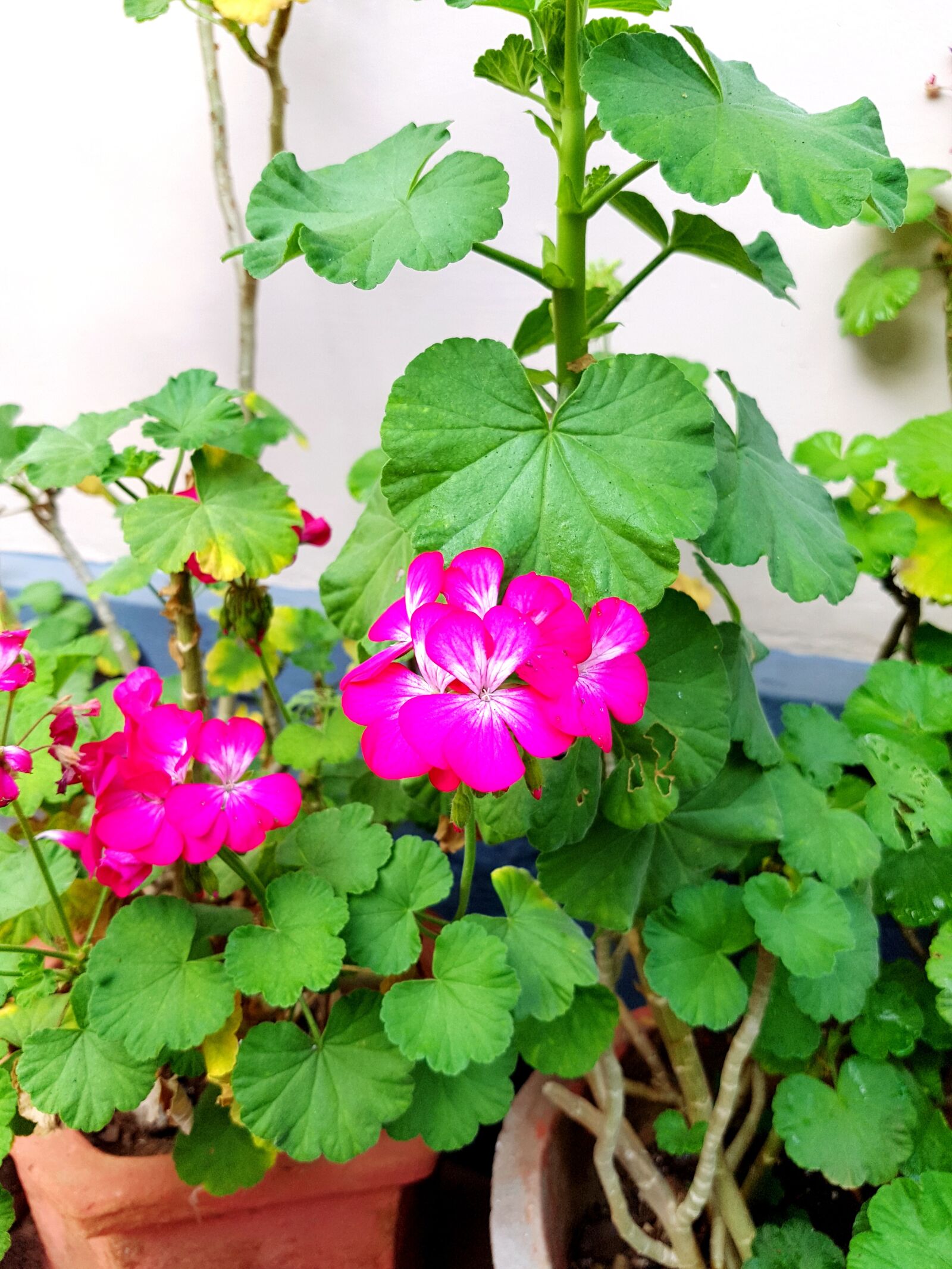 Samsung Galaxy S7 sample photo. Garden, flowers, potted plants photography
