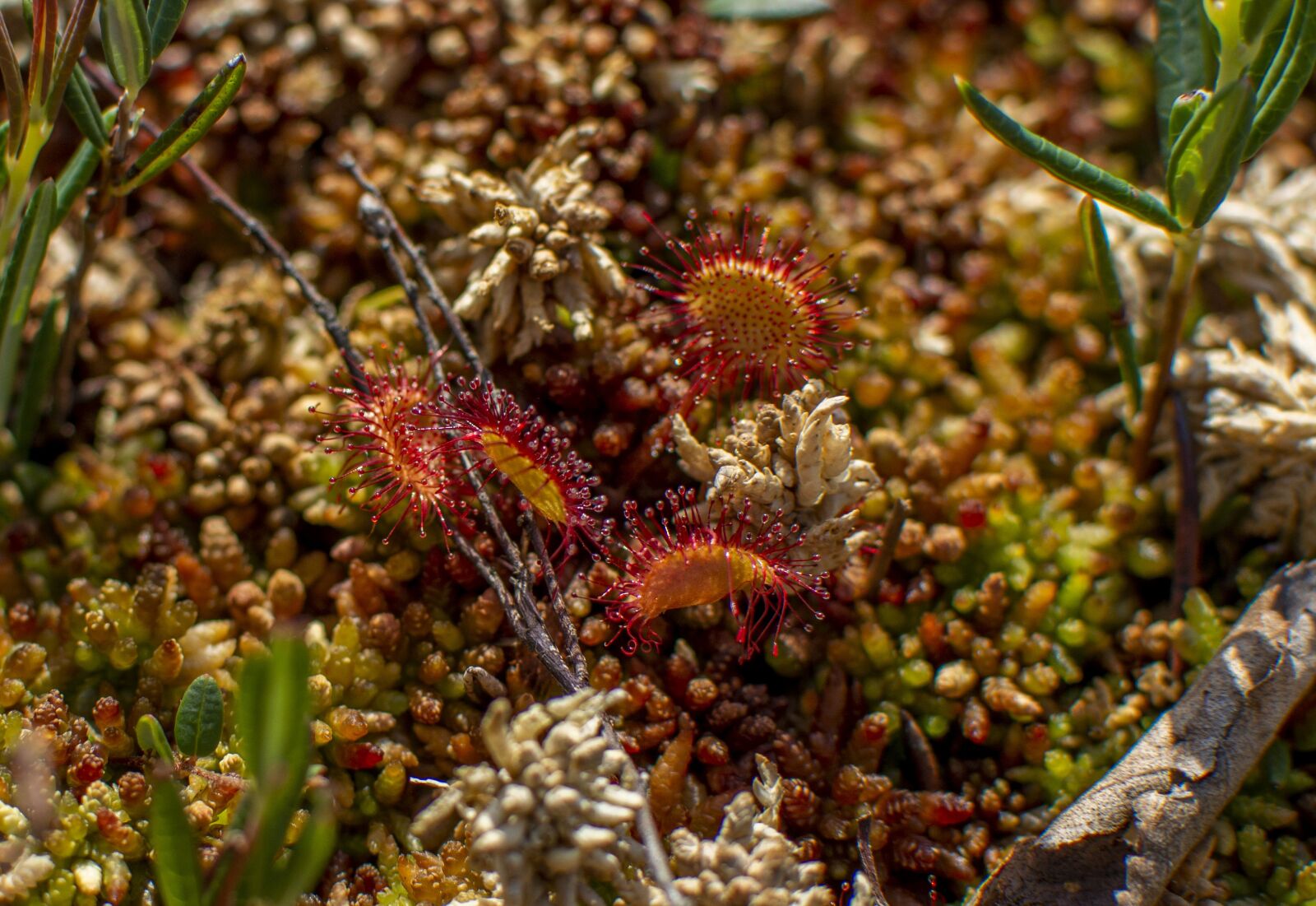Nikon D5200 sample photo. Sundew, plant, sticky photography