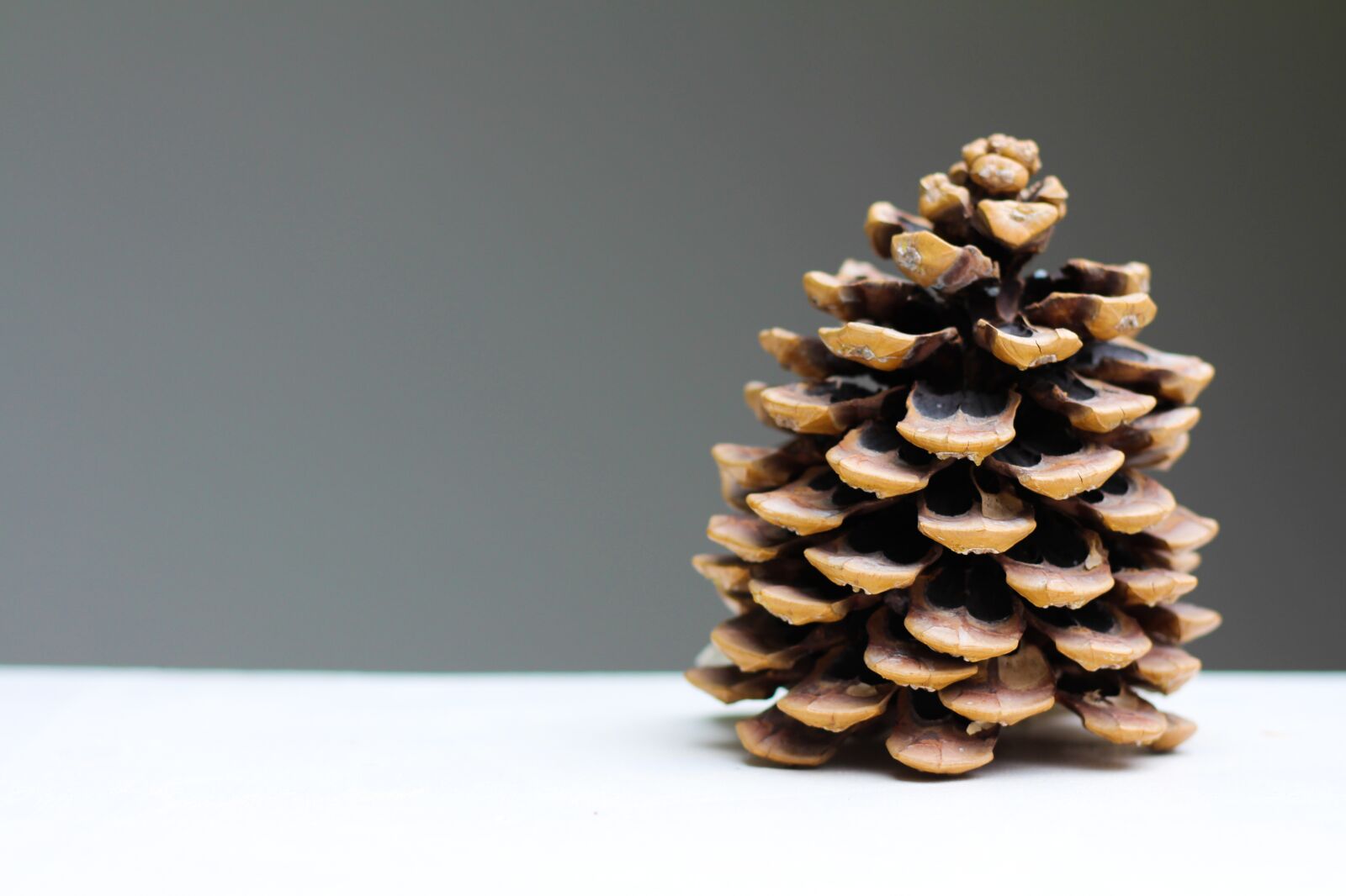 Canon EOS 700D (EOS Rebel T5i / EOS Kiss X7i) sample photo. Pine cones, christmas, autumn photography