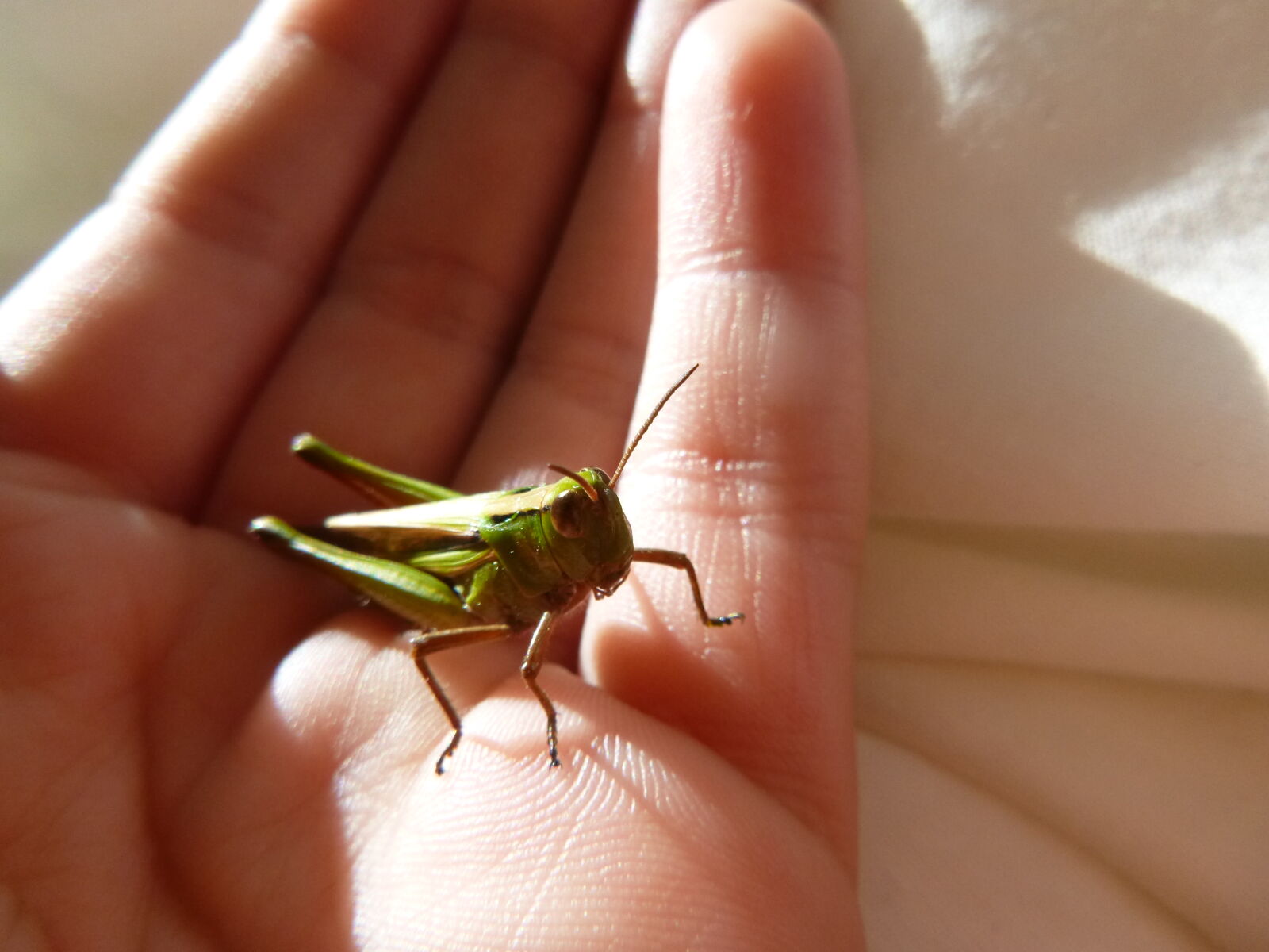 Panasonic DMC-FT30 sample photo. Grasshopper, cricket, insect, animal photography