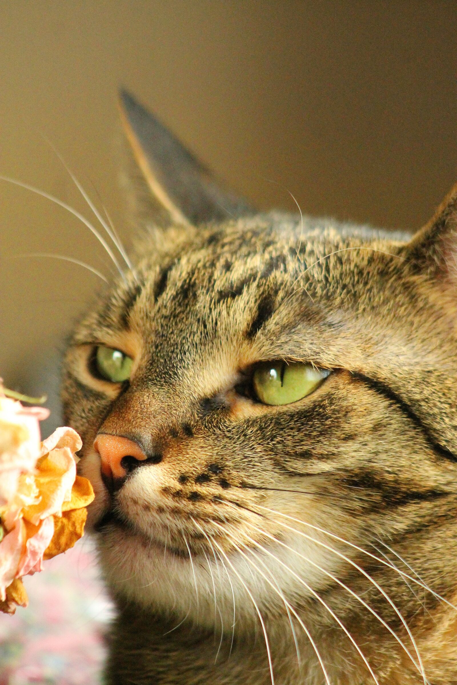 Canon EF 55-200mm F4.5-5.6 II USM sample photo. Cat, peaceful, relax photography