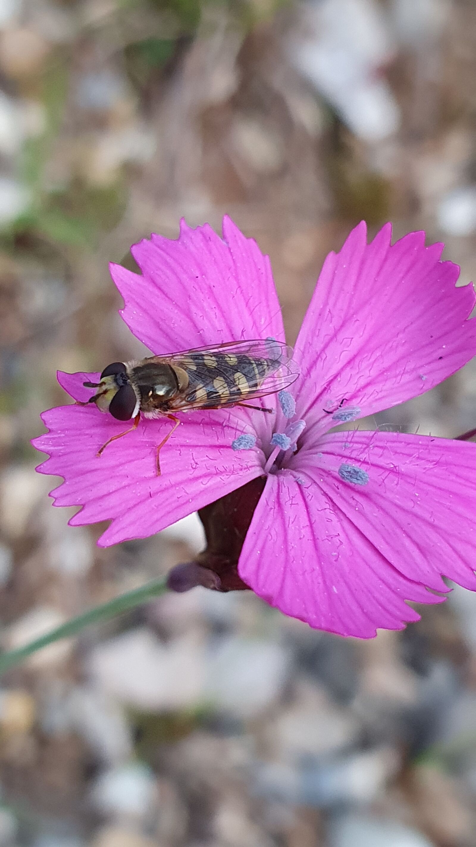 Samsung Galaxy S10+ sample photo. Field elke, pink, flower photography