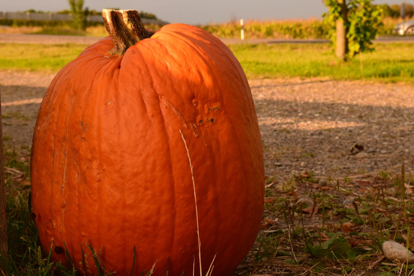 Nikon D3300 sample photo. Pumpkin, large, orange photography