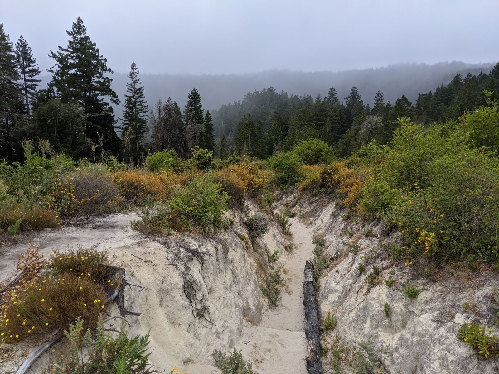 Google Pixel 3 XL sample photo. Forest, landscape, trees photography