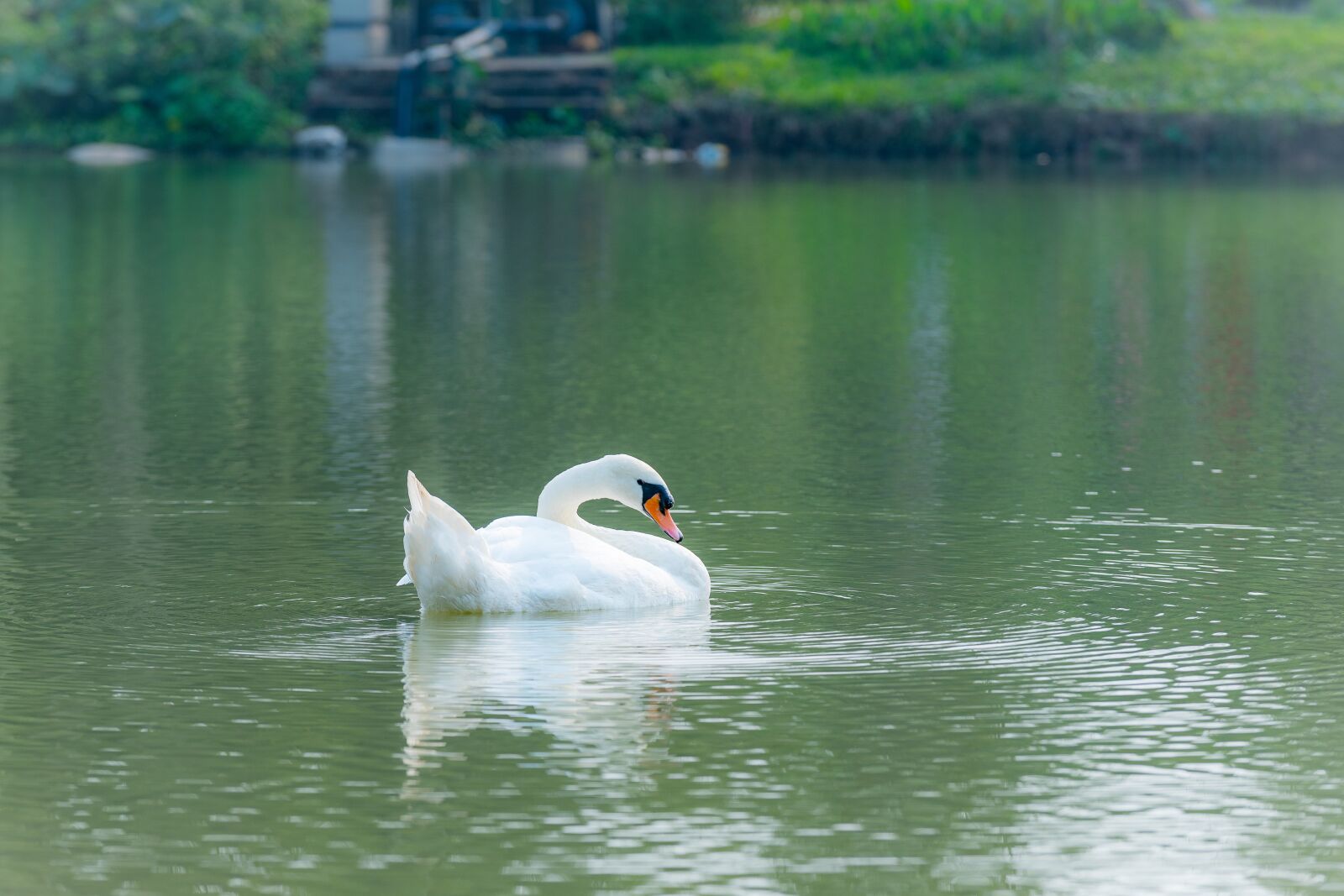Nikon D810 sample photo. Swan, outdoor, water photography