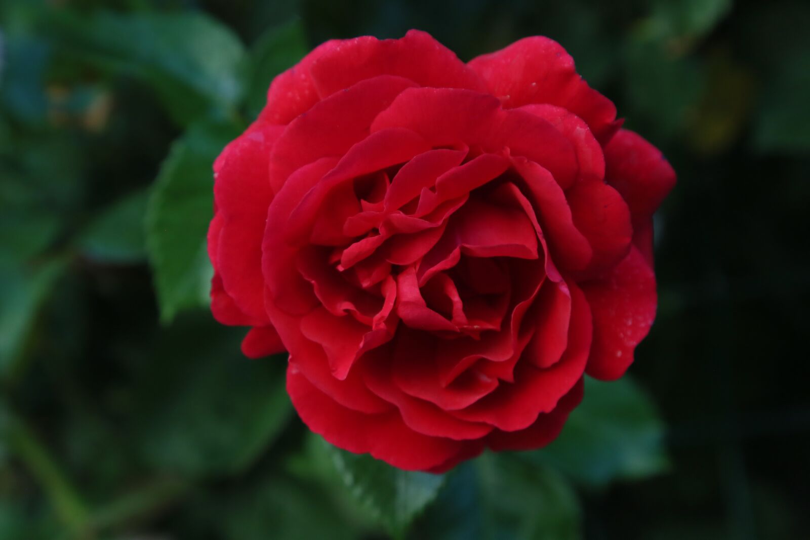 Canon EF 24-105mm F4L IS USM sample photo. Rose, spring, nature photography