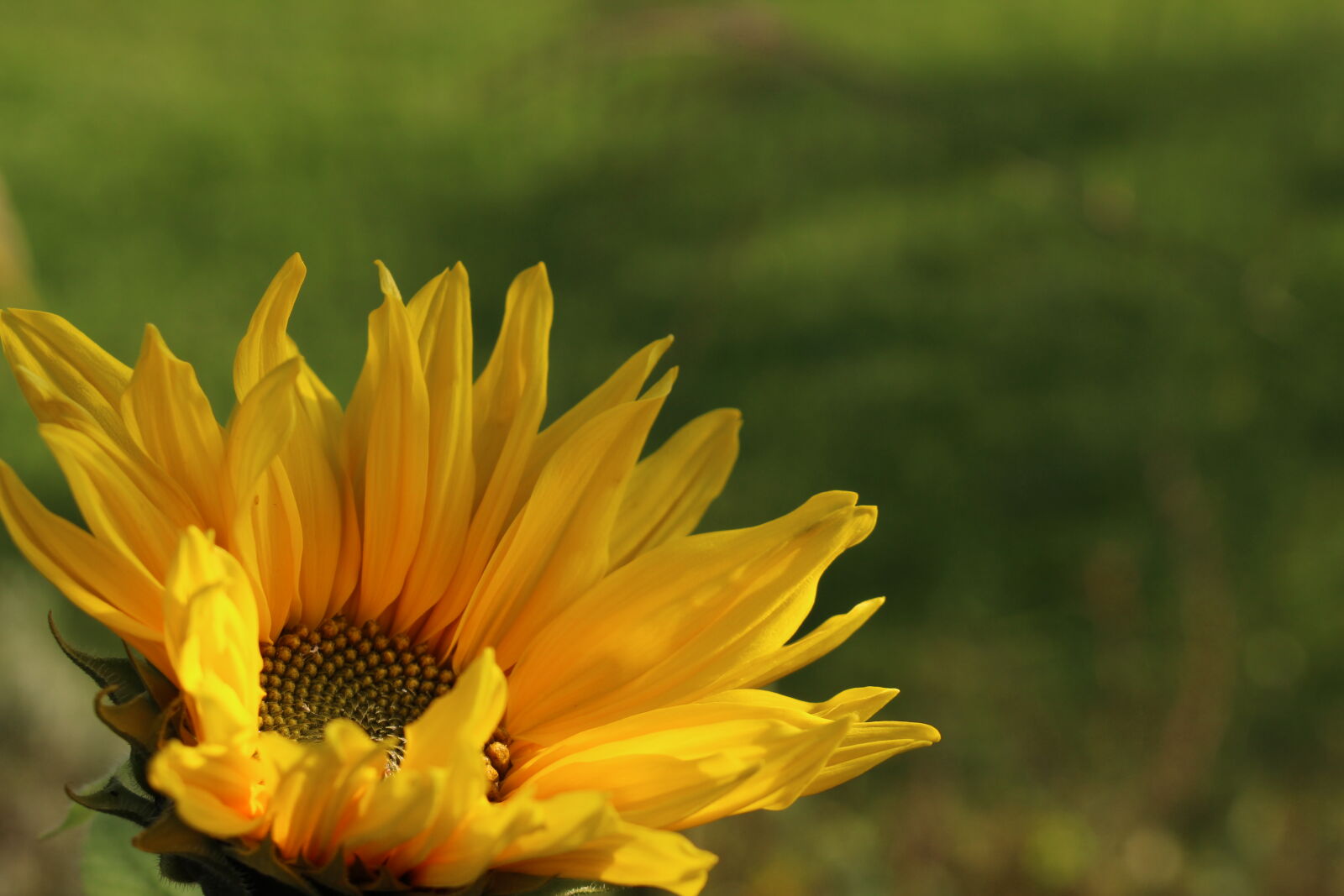 Canon EOS 700D (EOS Rebel T5i / EOS Kiss X7i) sample photo. Close, up, sunflower photography